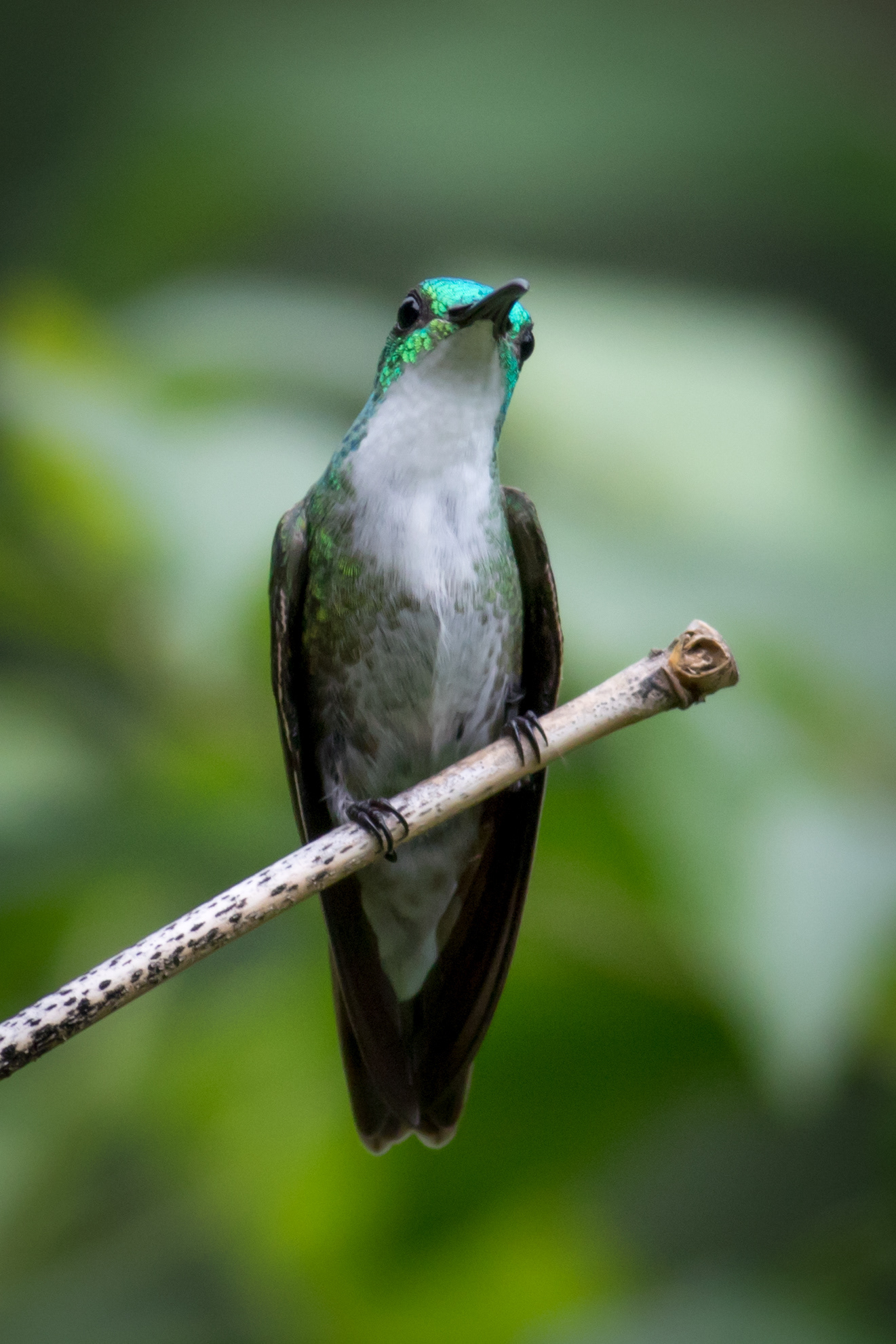 White-chested Emerald