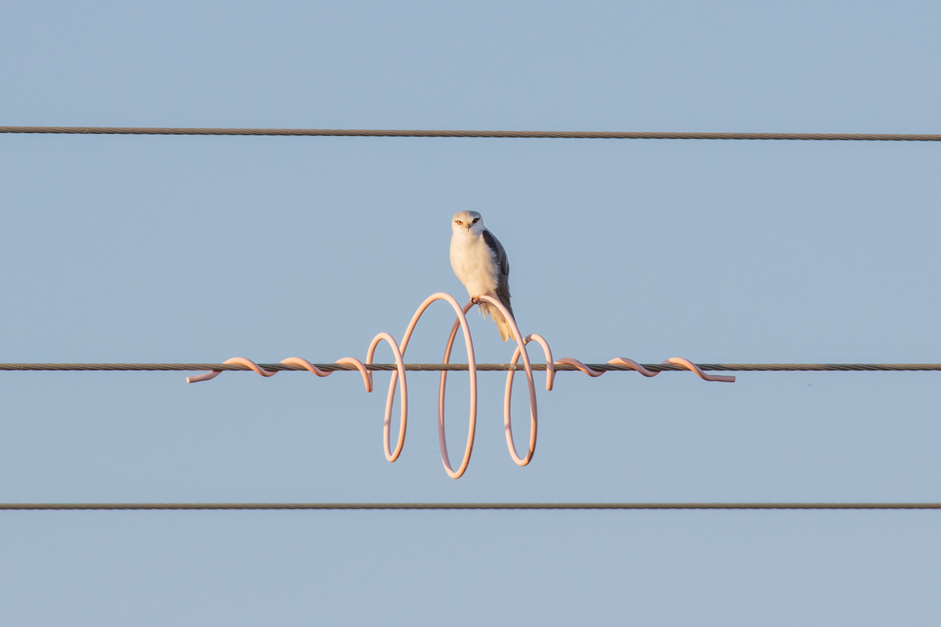 Black-winged Kite