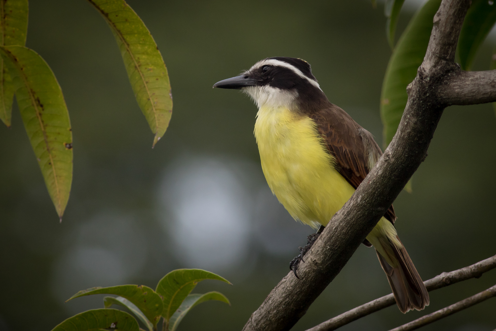 Great Kiskadee
