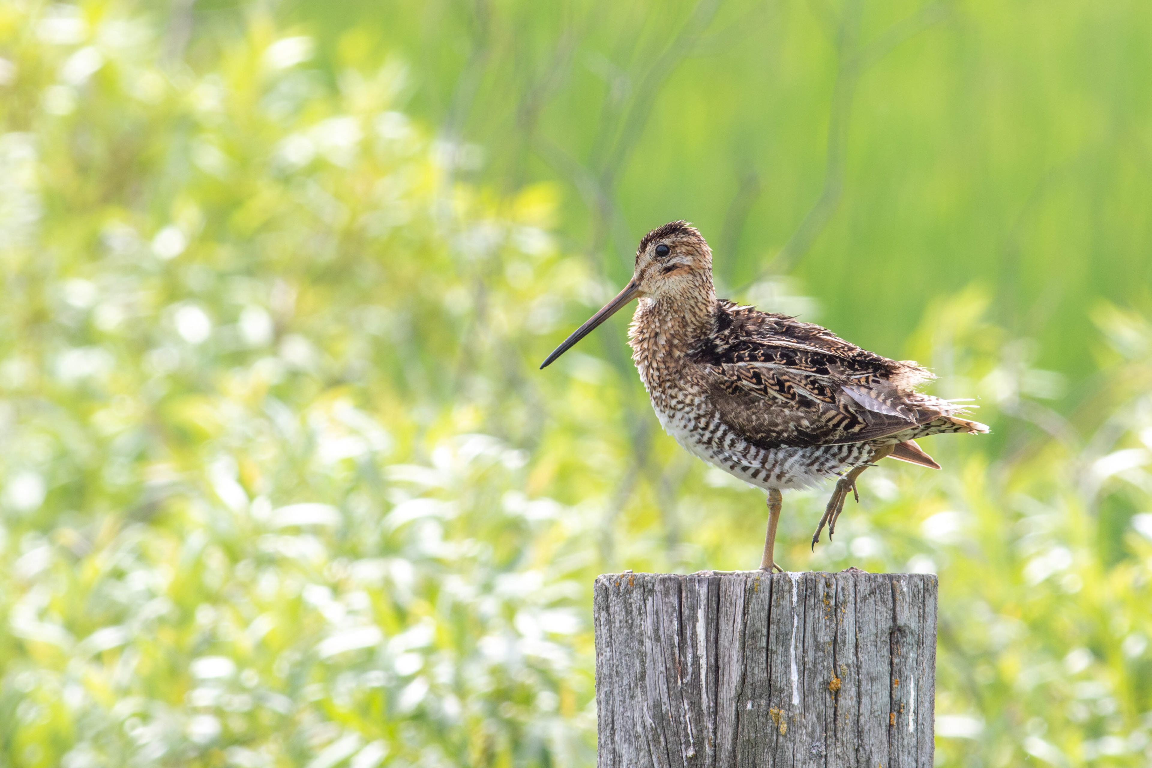 Wilson's Snipe, Manitoba