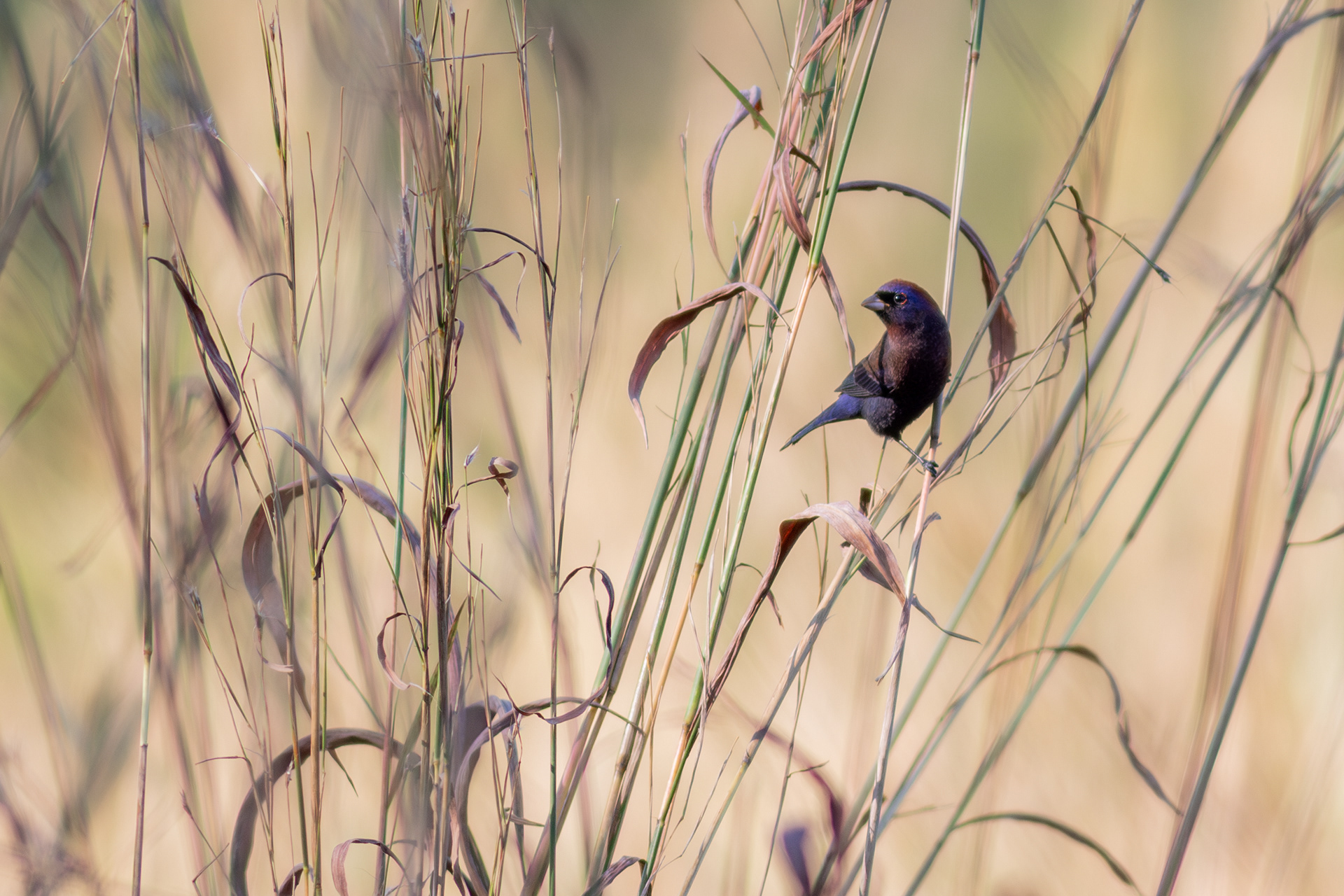Varied Bunting, male - Jalisco
