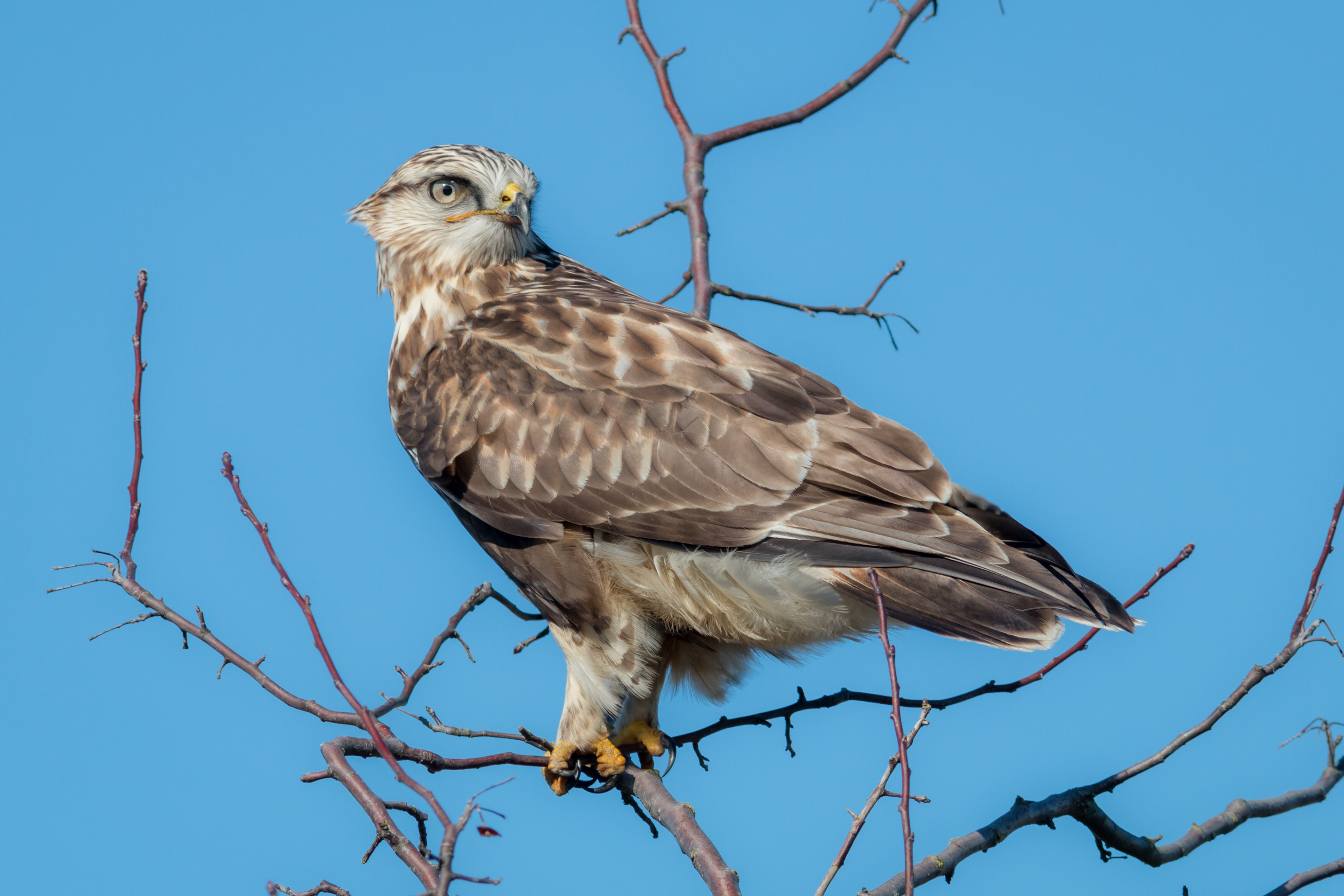 Rough-legged Hawk - BC