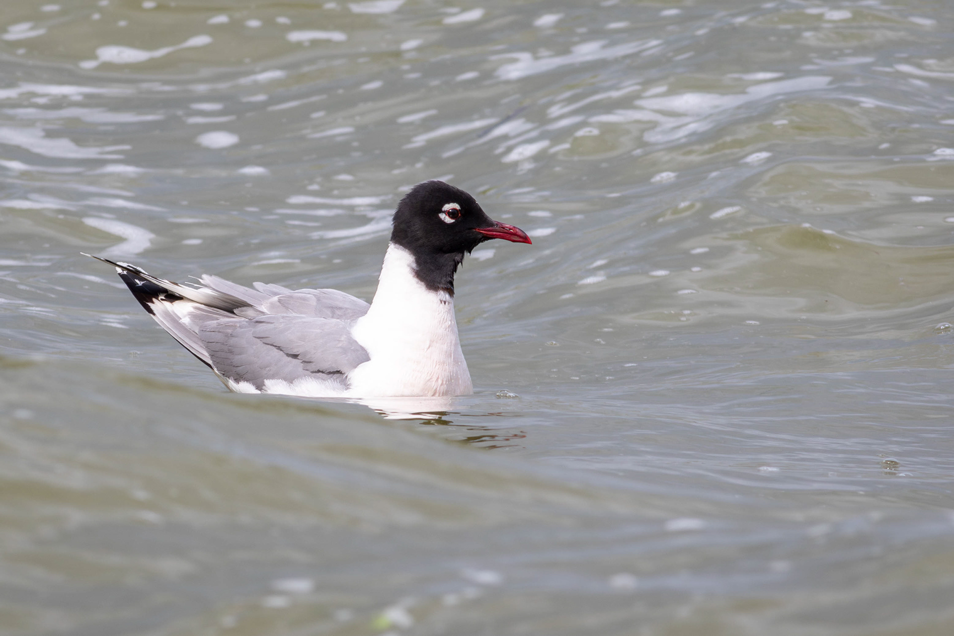Franklin's Gull - Manitoba