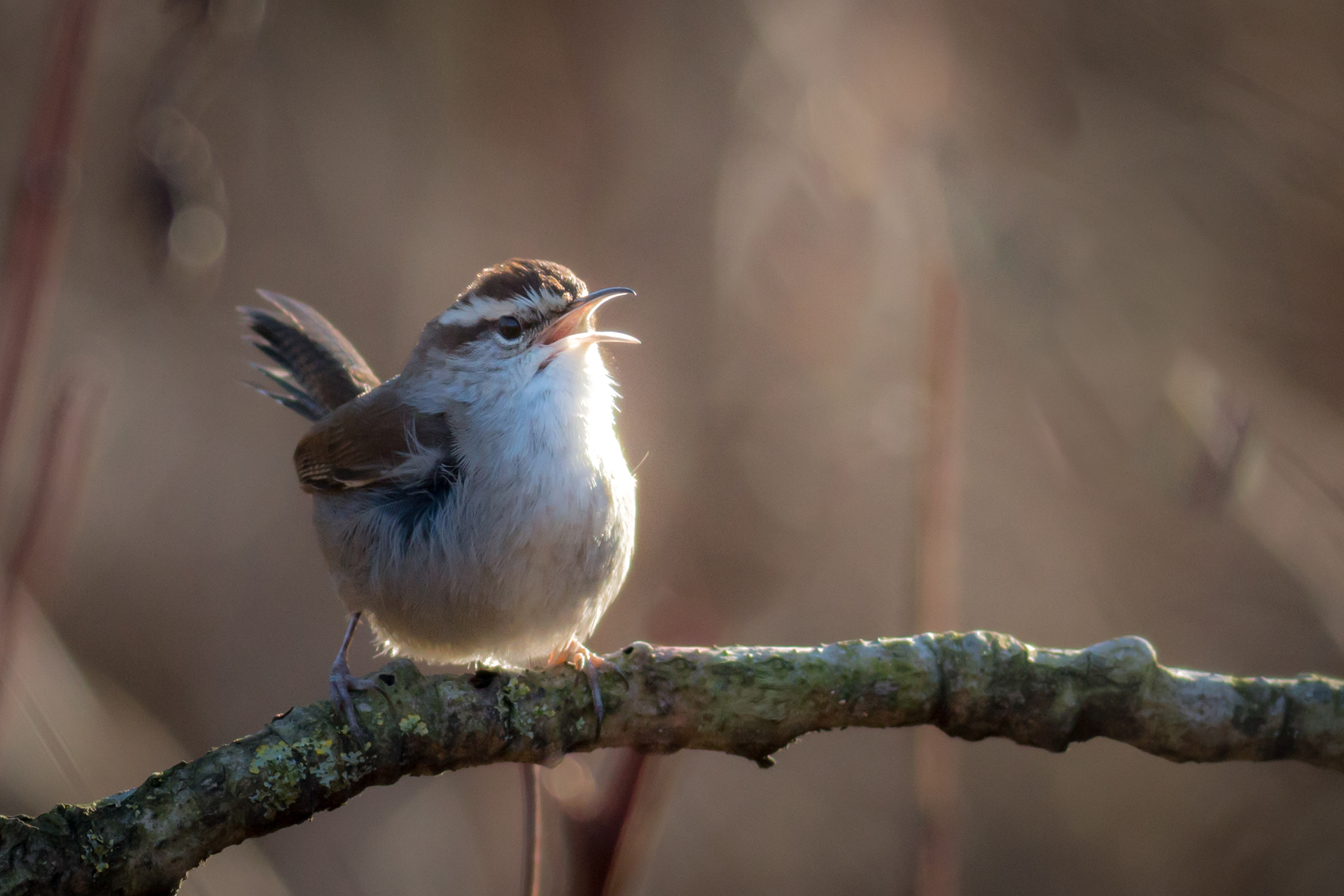 Bewick's Wren - BC