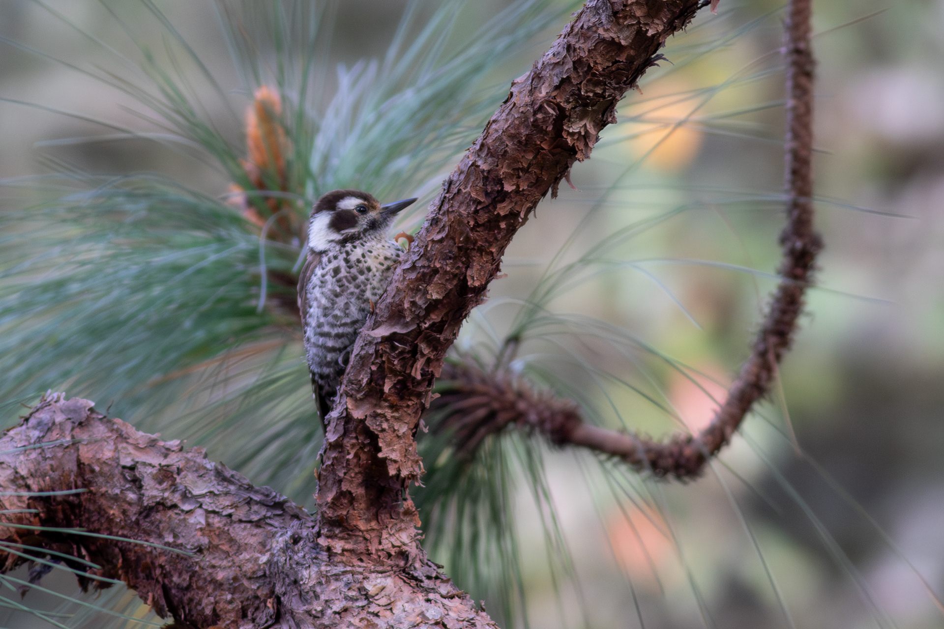 Arizona Woodpecker - Jalisco