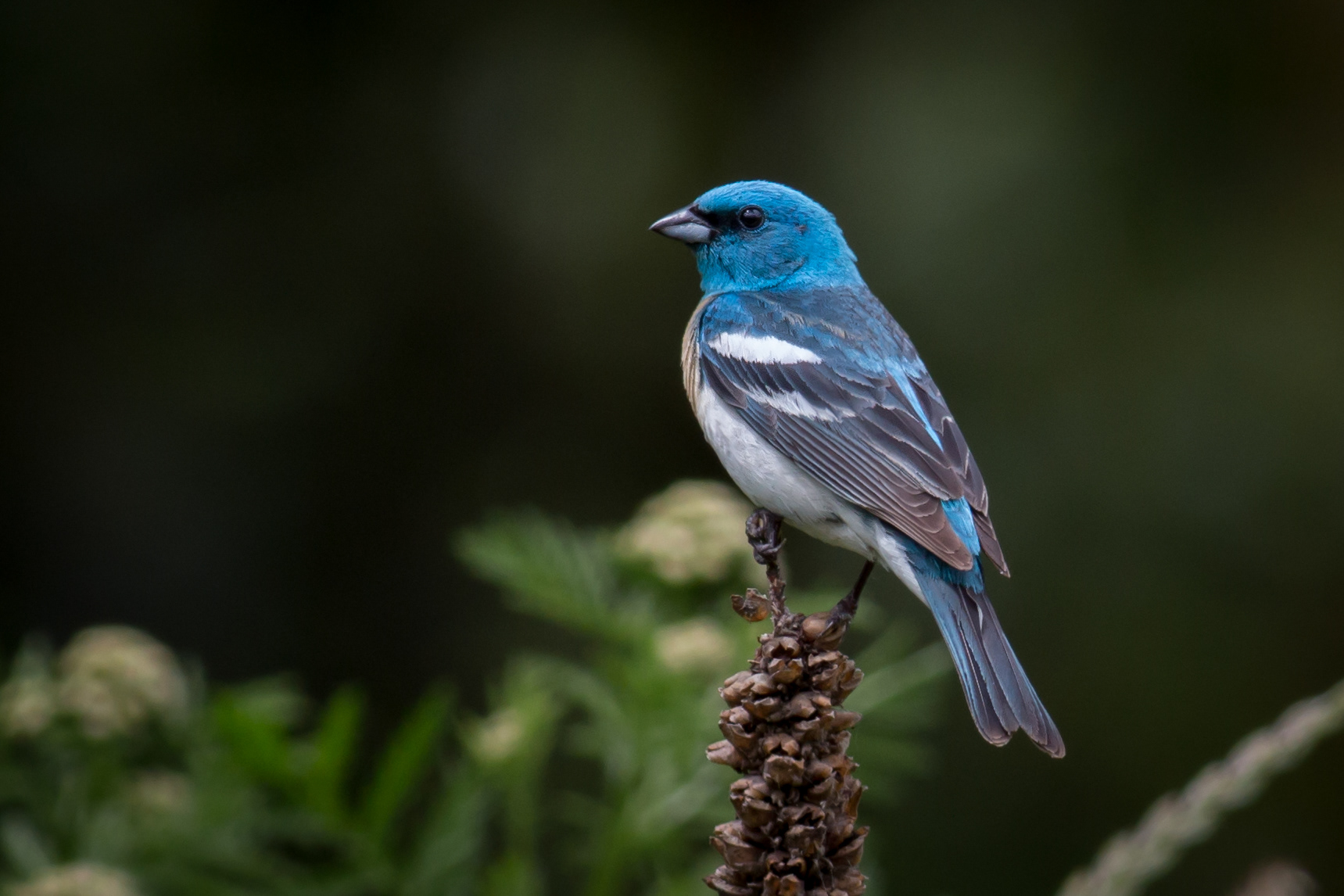 Lazuli Bunting - male - BC
