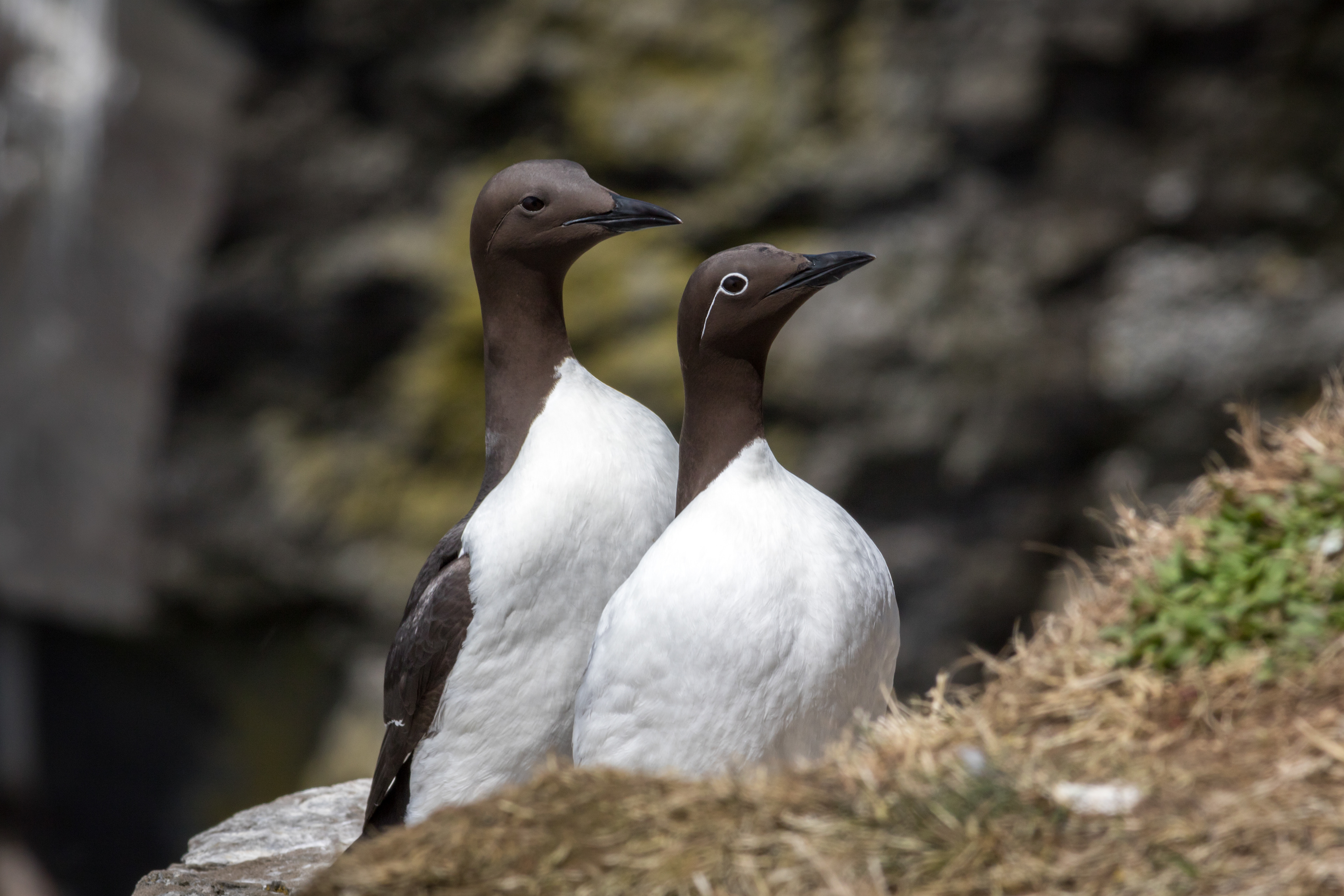 Common Murre - Newfoundland