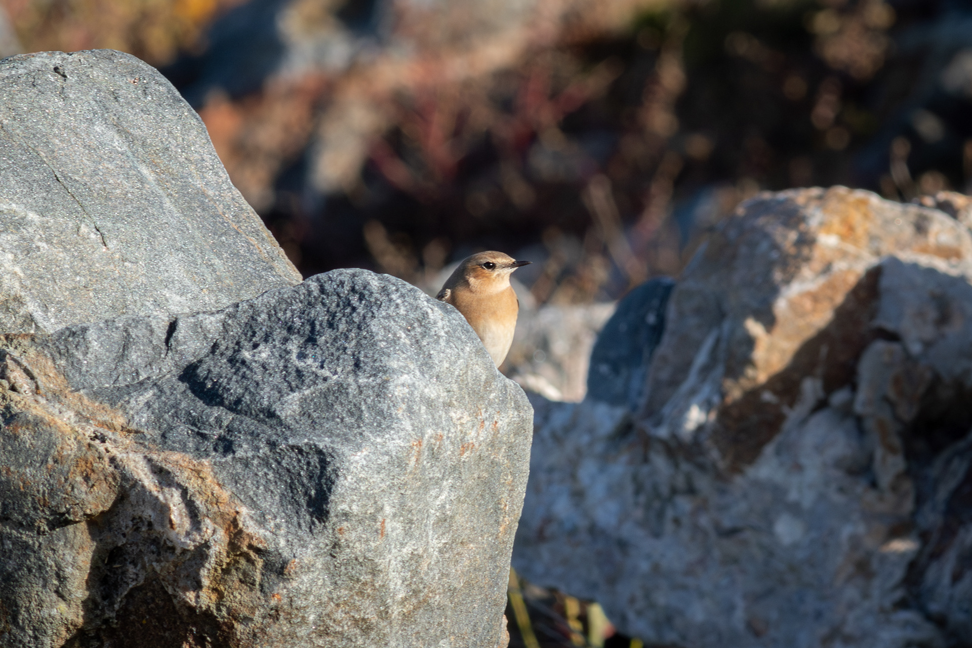 Northern Wheatear