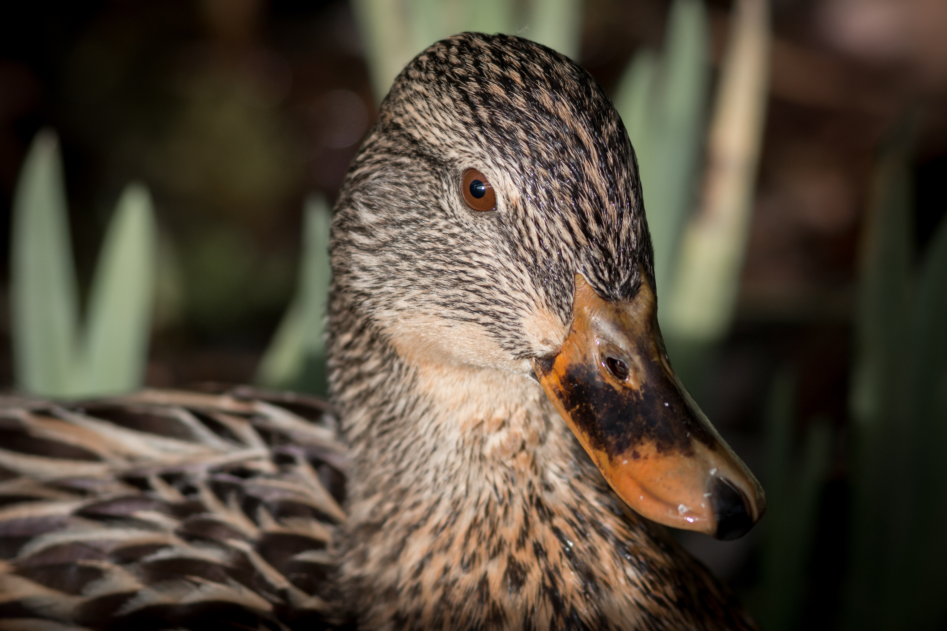 Mallard - female - BC