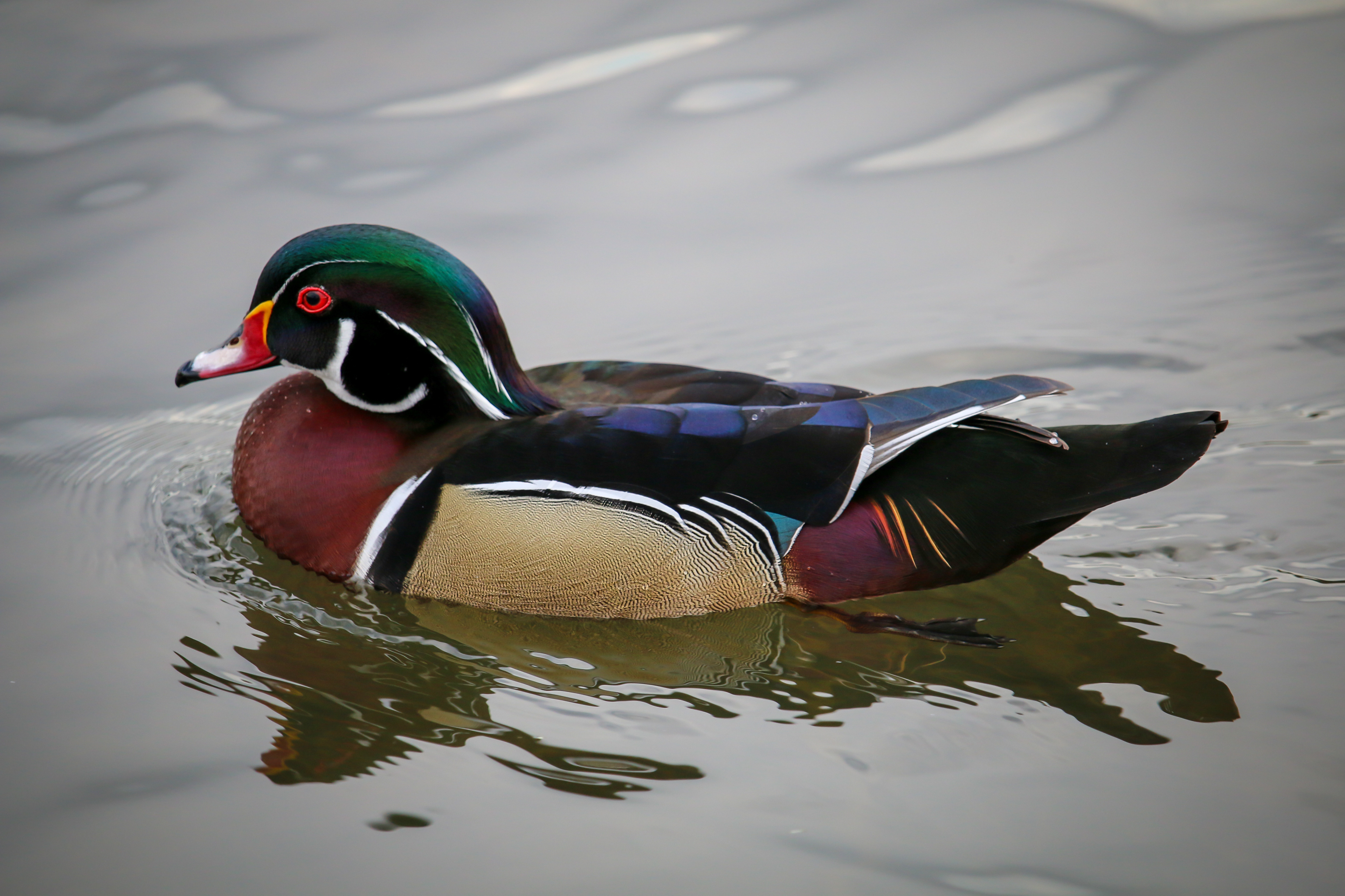 Wood Duck - male - BC