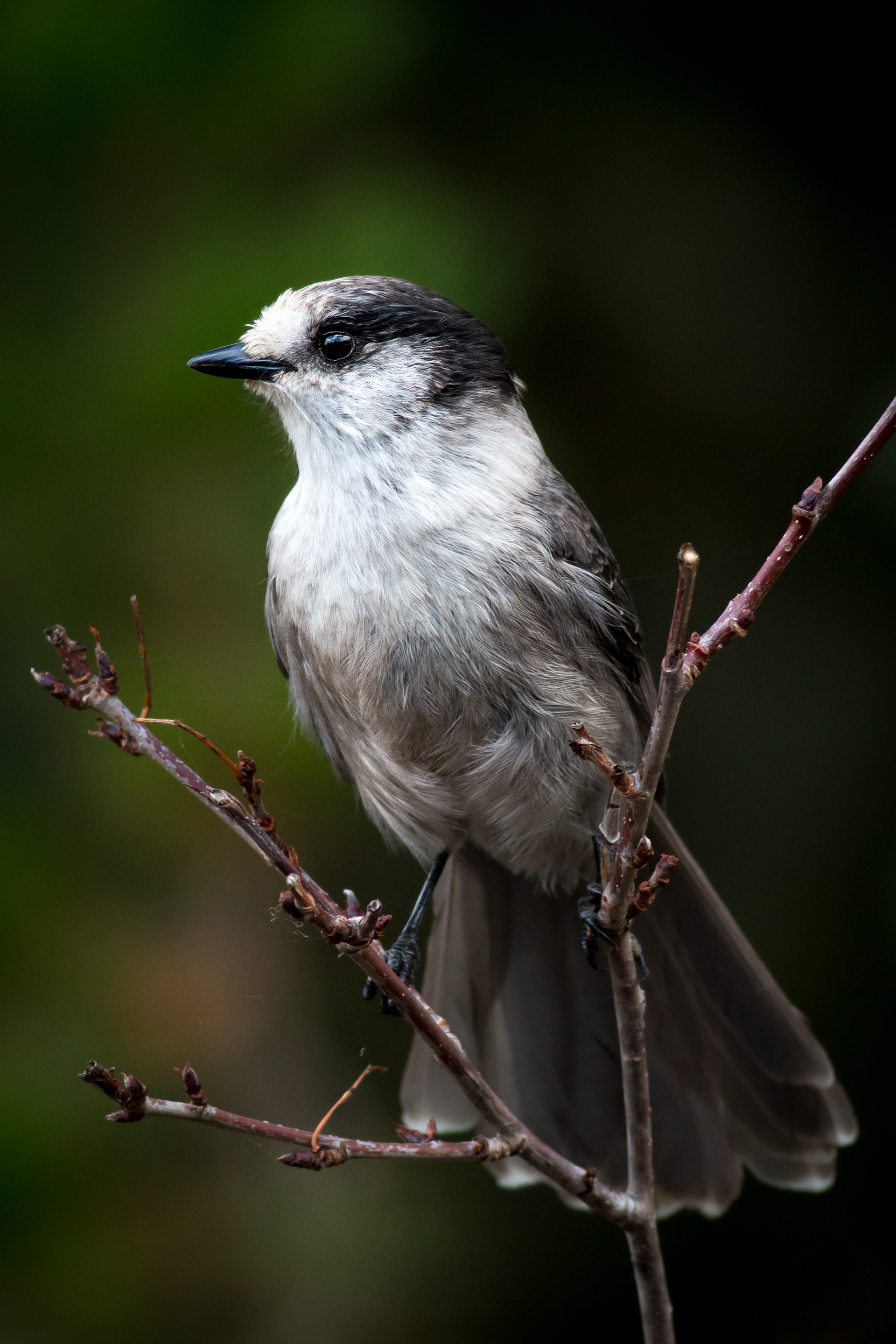 Canada Jay - BC
