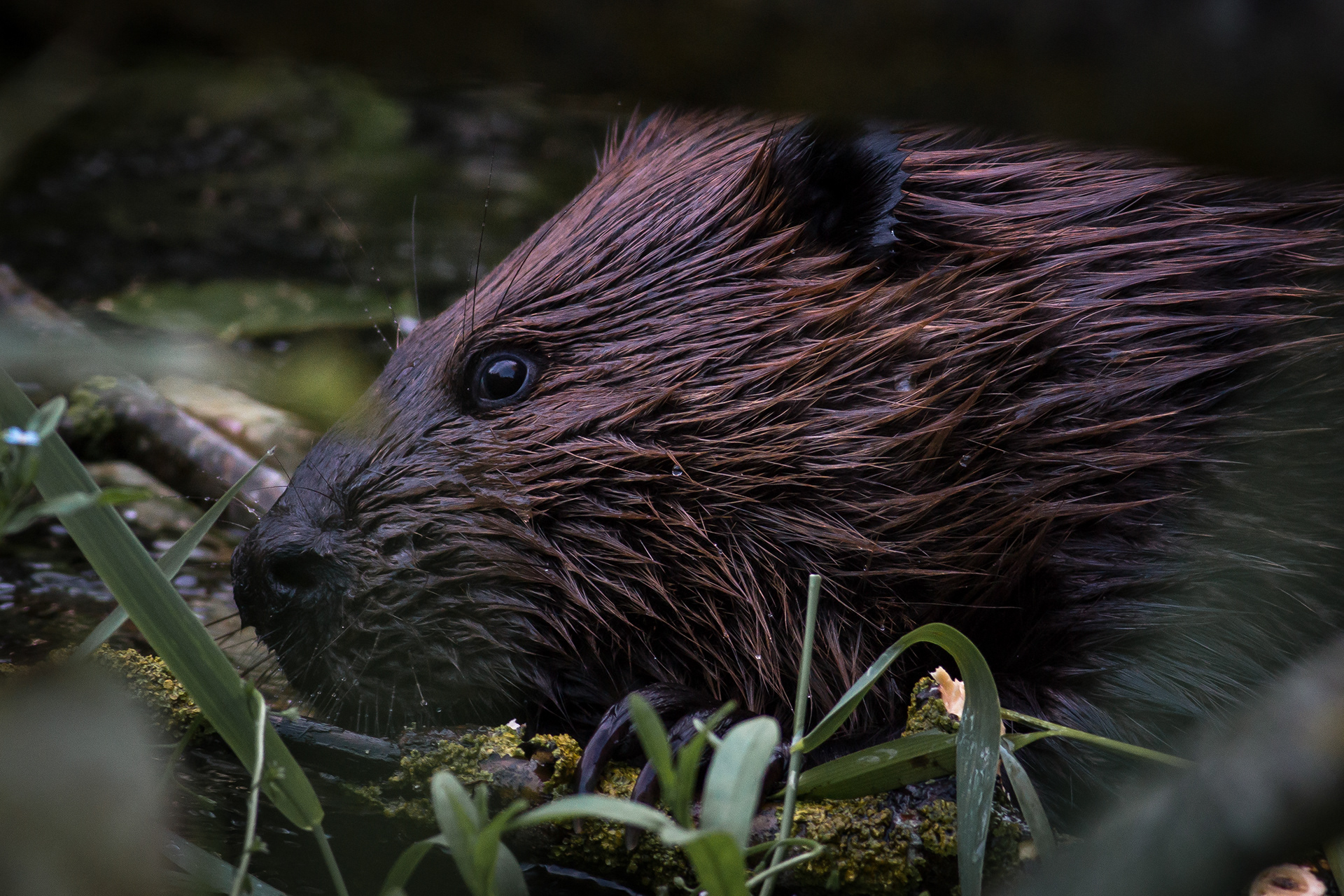 North American Beaver
