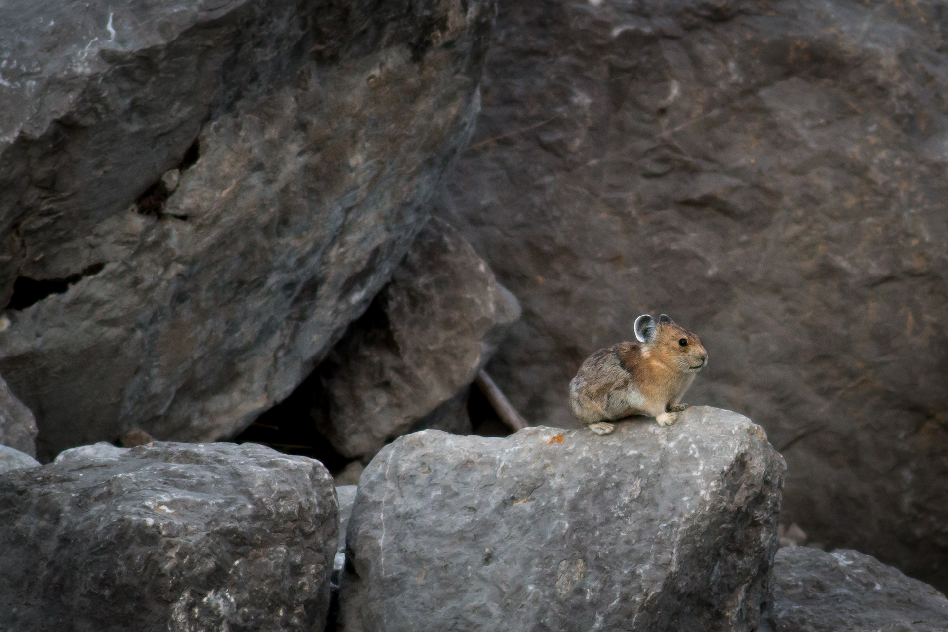 Pika - Alberta