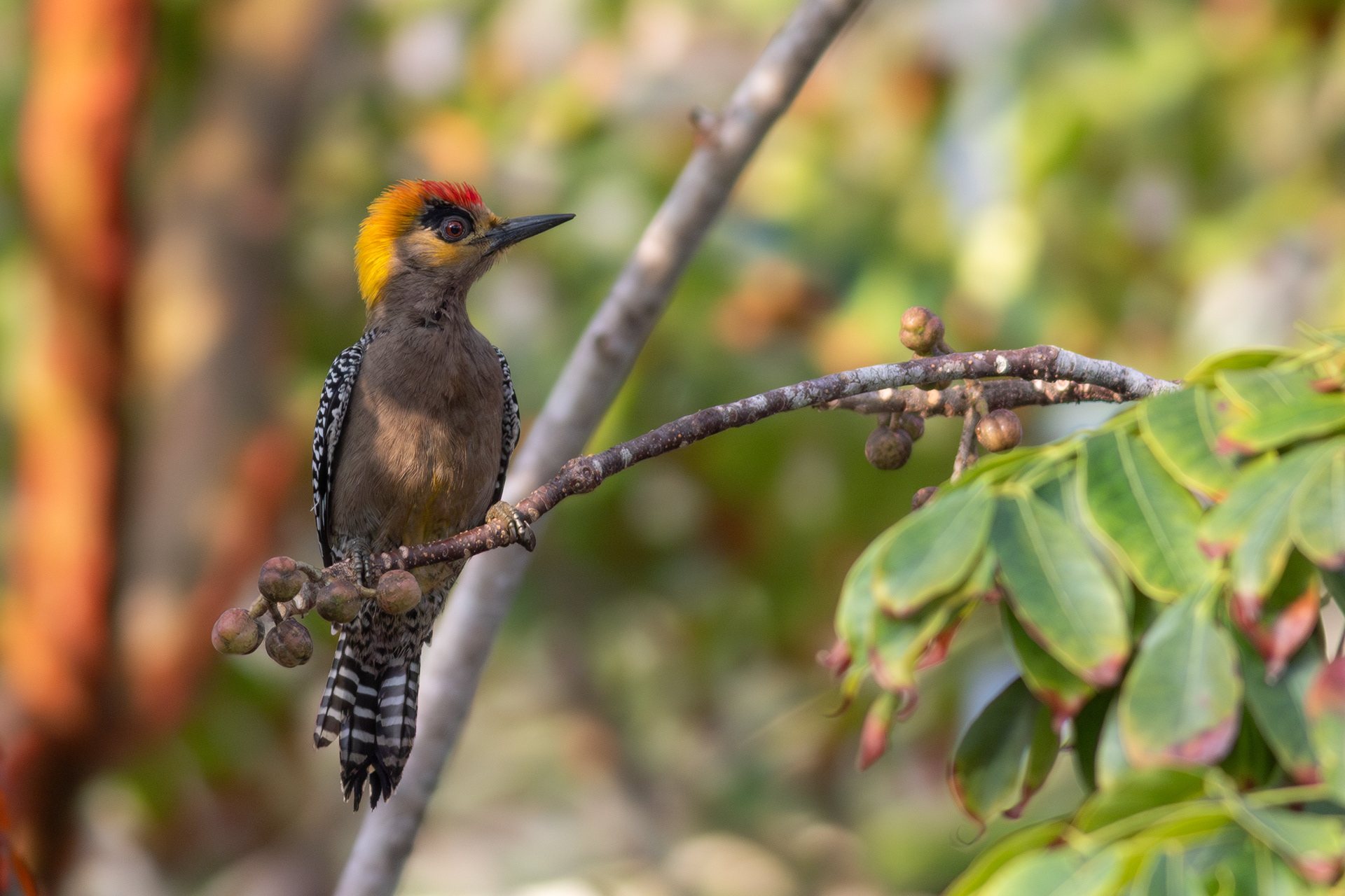 Golden-cheeked Woodpecker, male - Nayarit