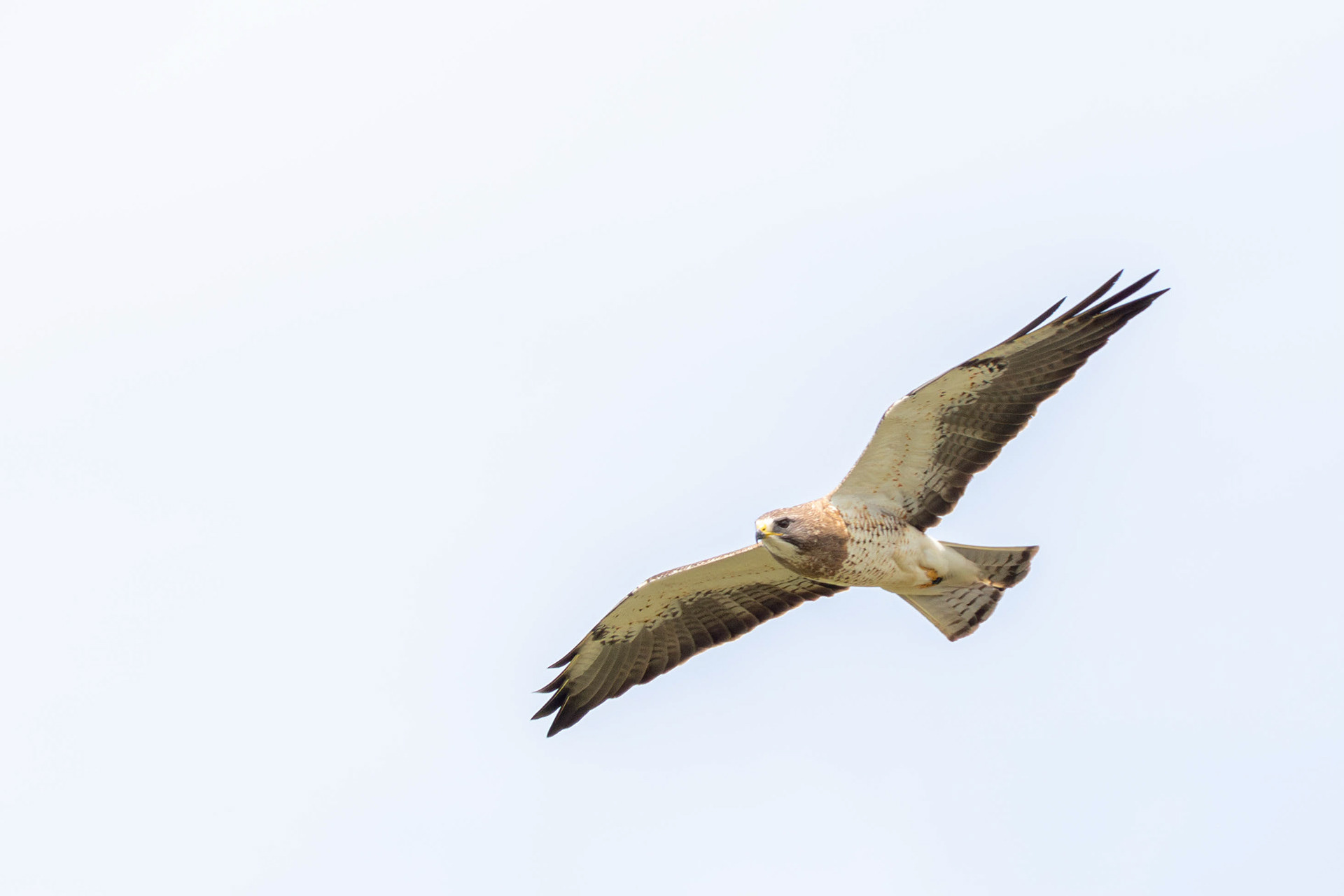 Swainson's Hawk - Saskatchewan