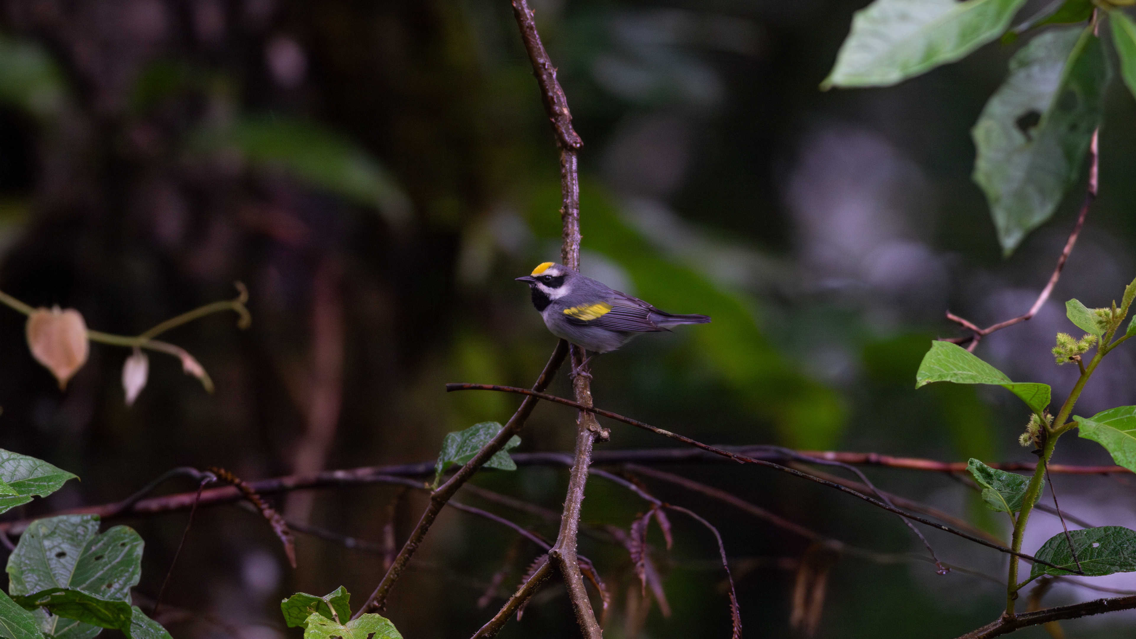 Golden-winged Warbler - Aranal Observatory