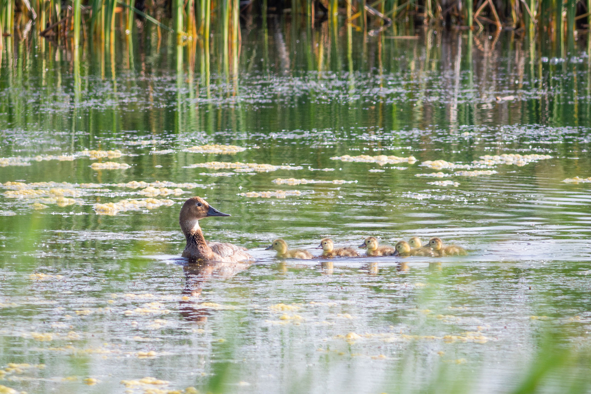 Canvasback, female with young - Manitoba