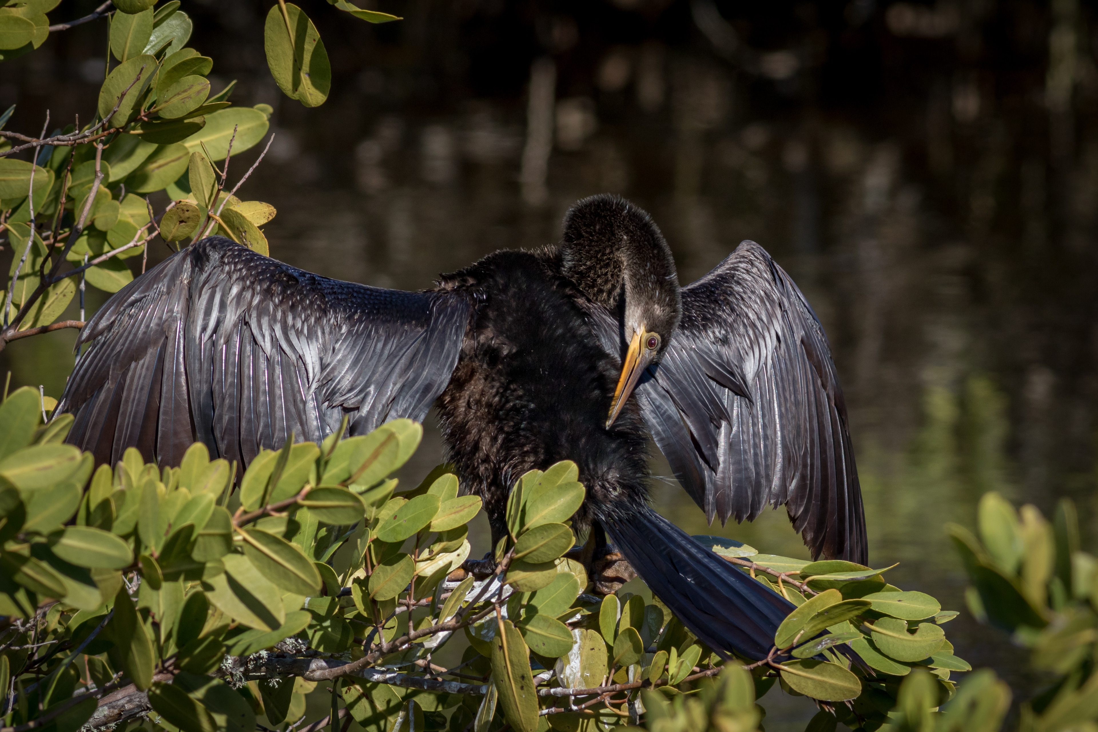 Anhinga - female - Florida