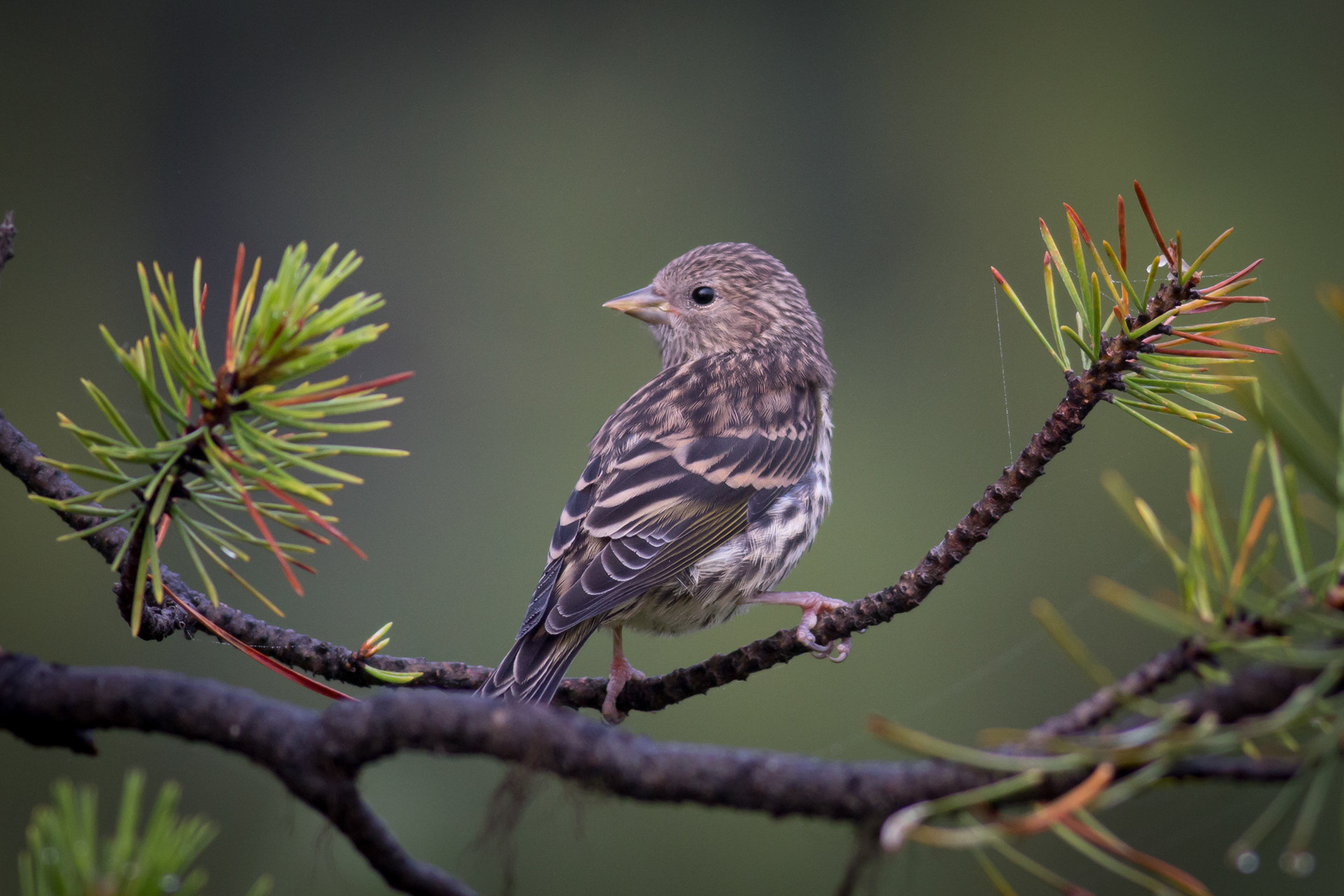 Pine Siskin - BC