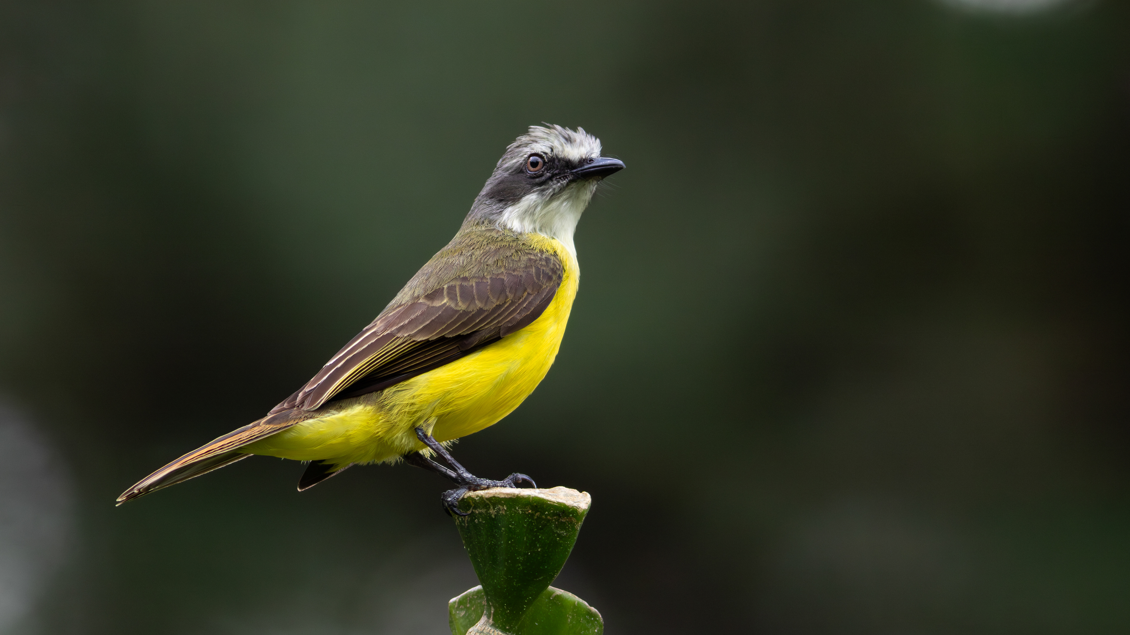 Grey-capped Flycatcher - Aranal Observatory