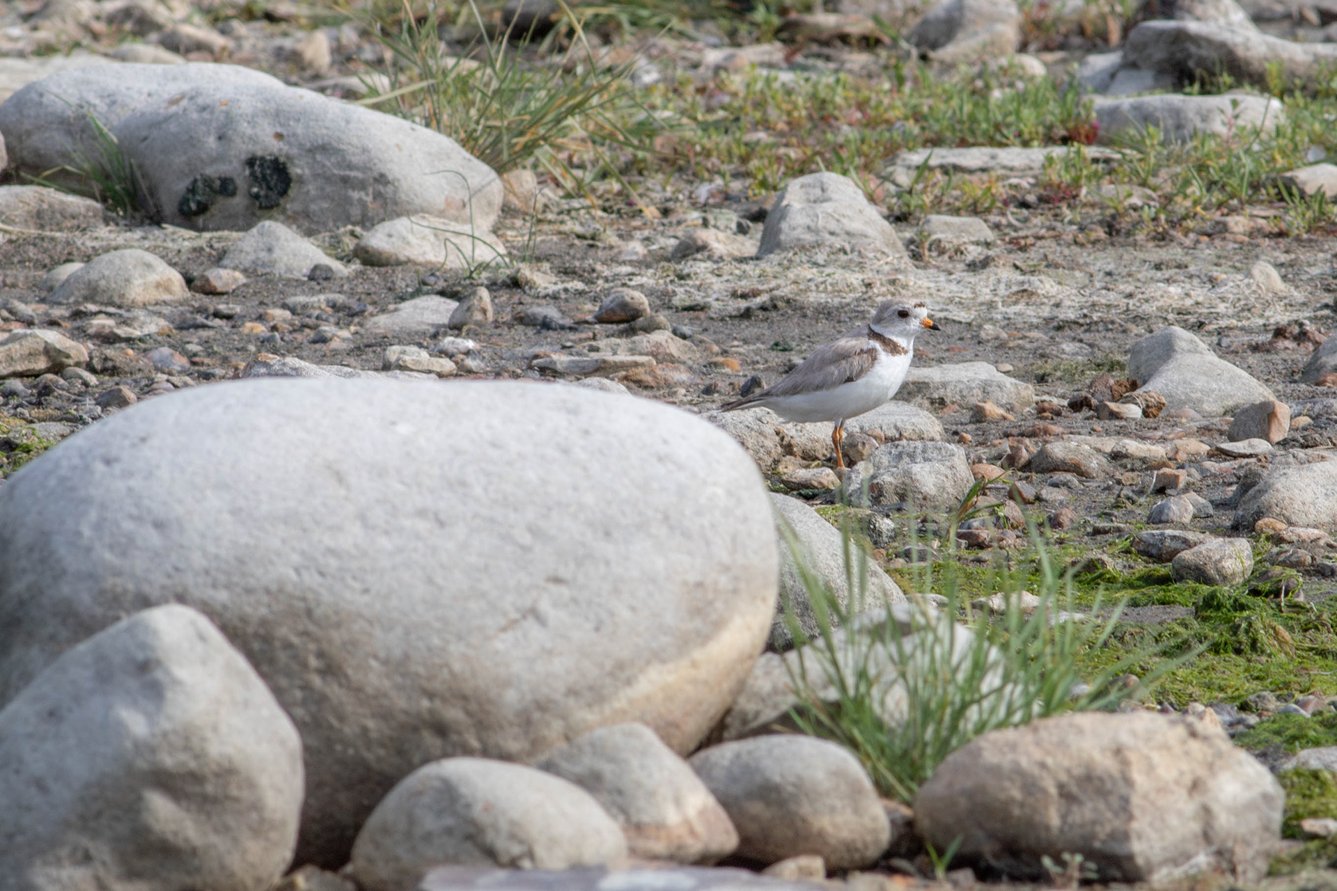 Piping Plover - Saskatchewan