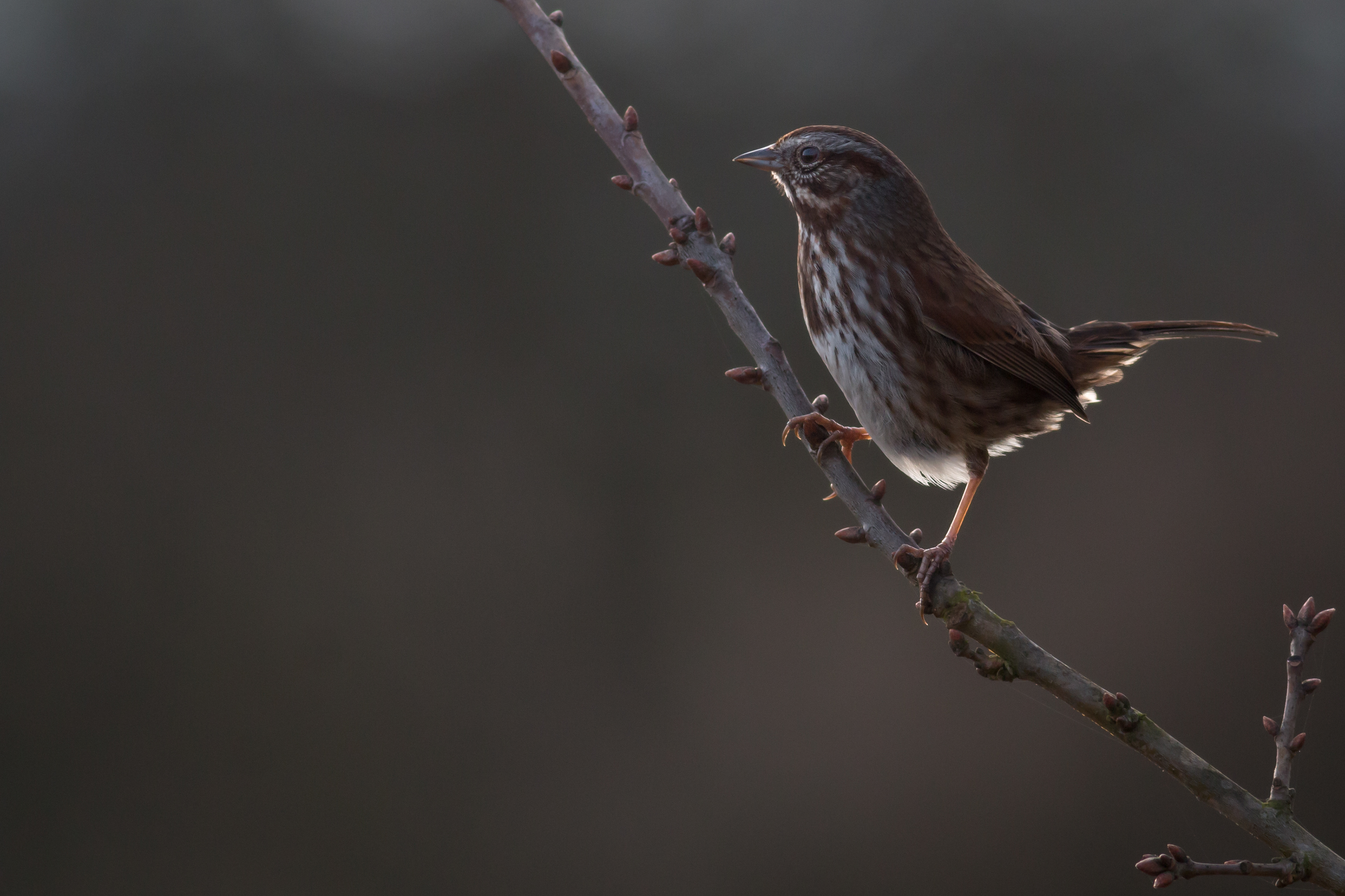 Song Sparrow