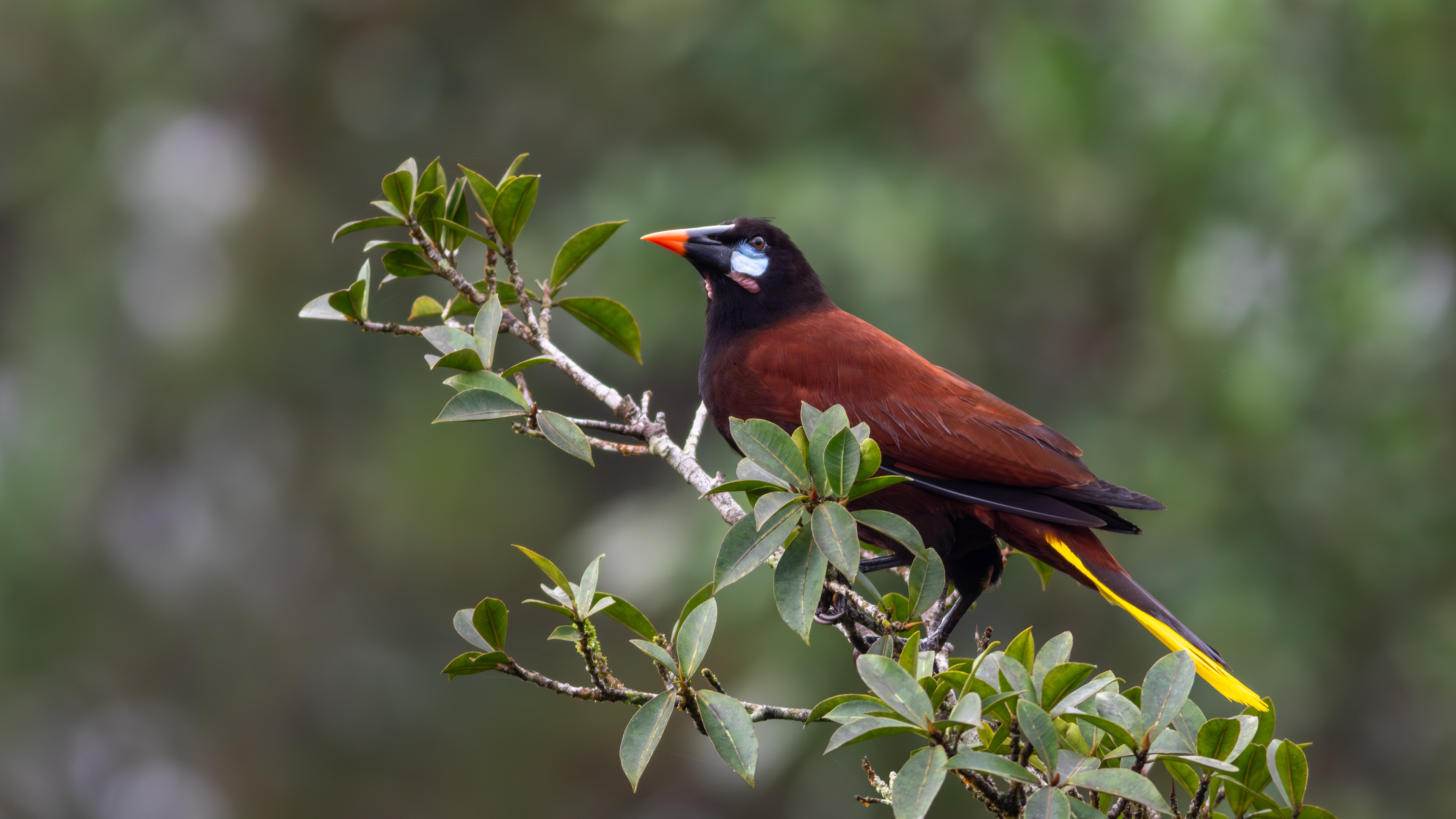 Montezuma Oropendola - Aranal Observatory