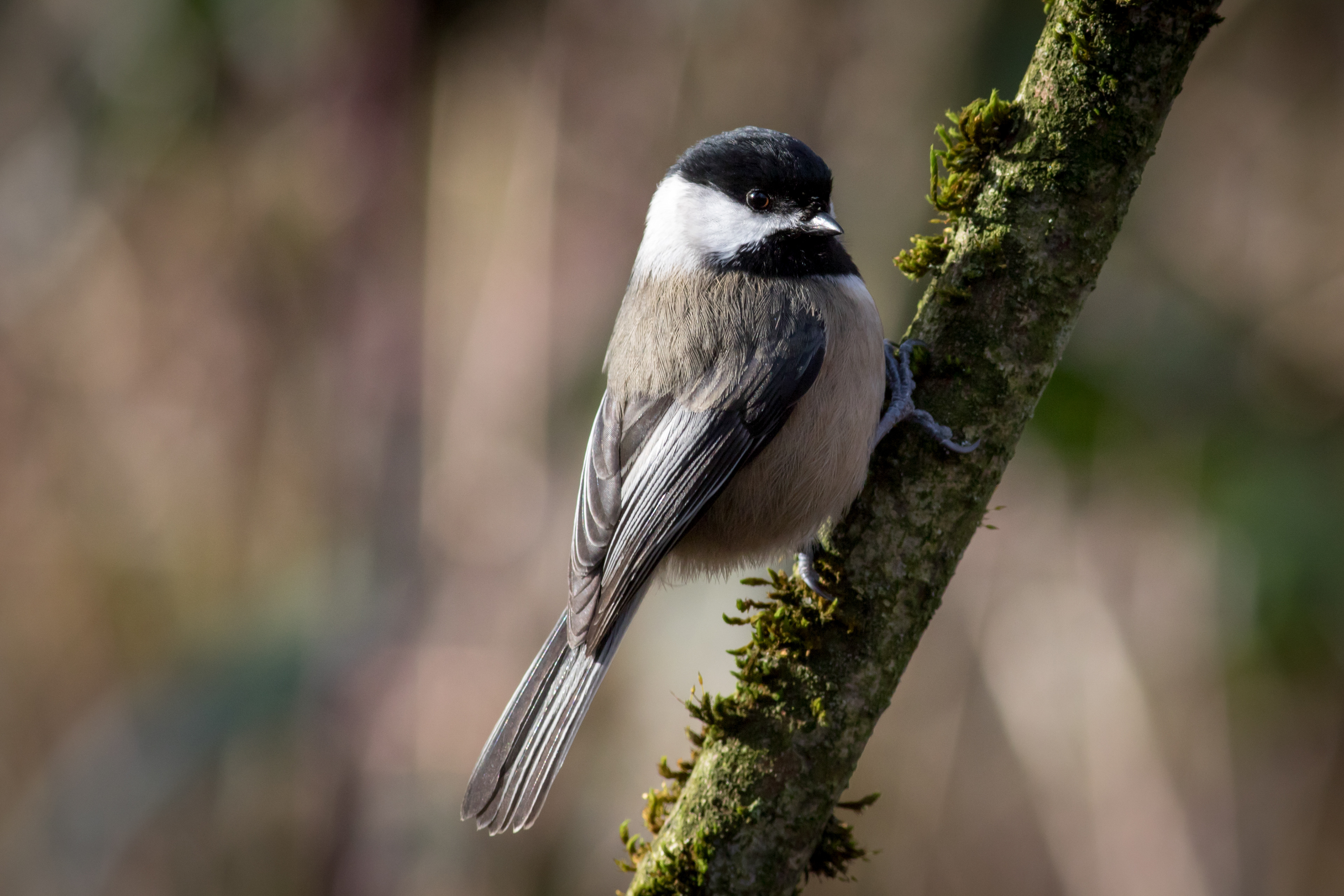 Black-capped Chickadee