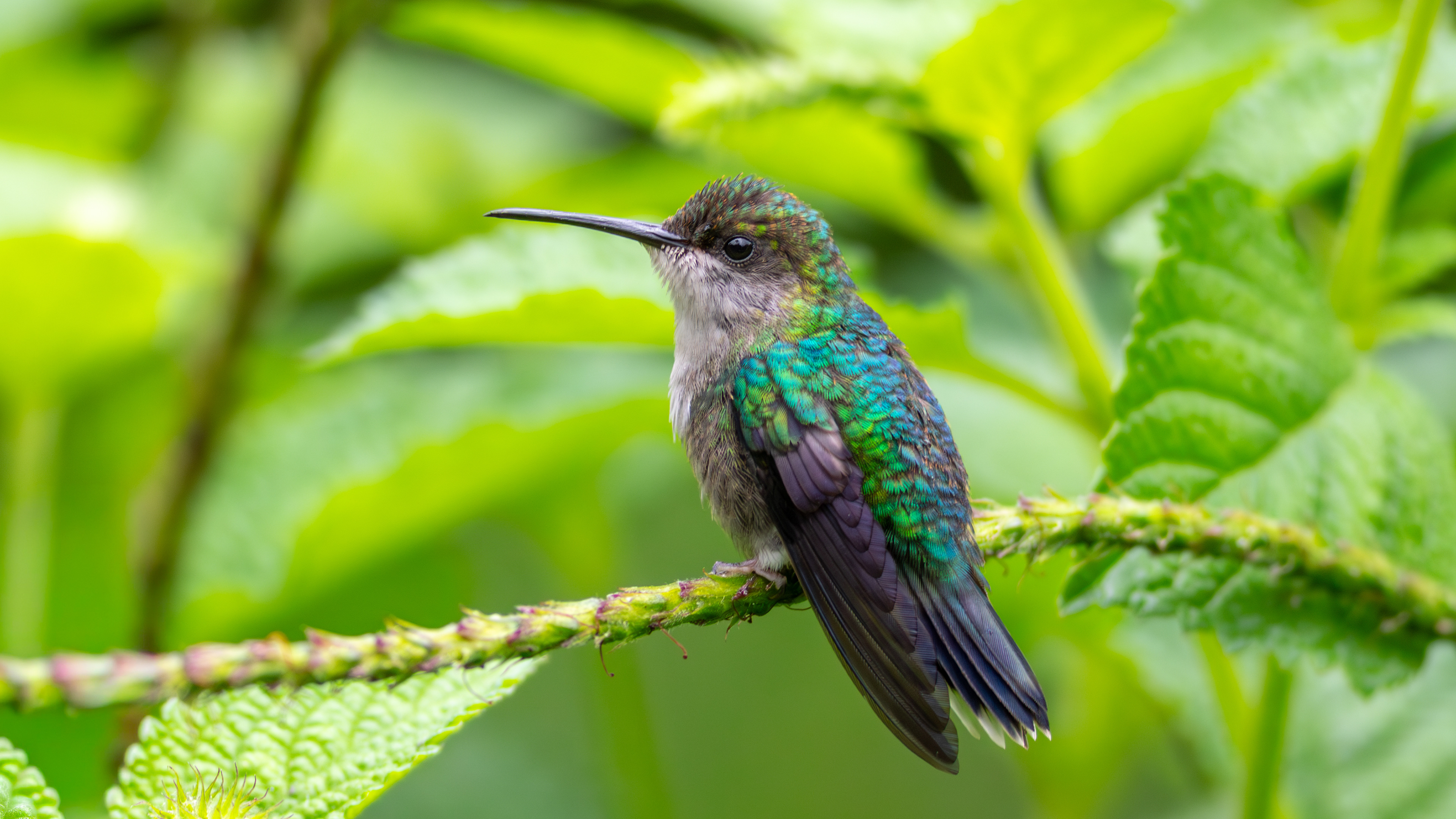 Crowned Woodnymph, female - Aranal Observatory