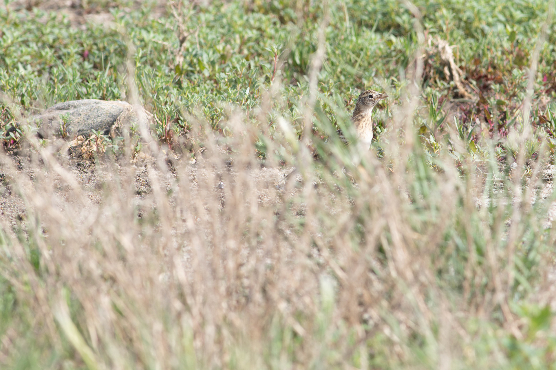 Sprague's Pipit - Saskatchewan