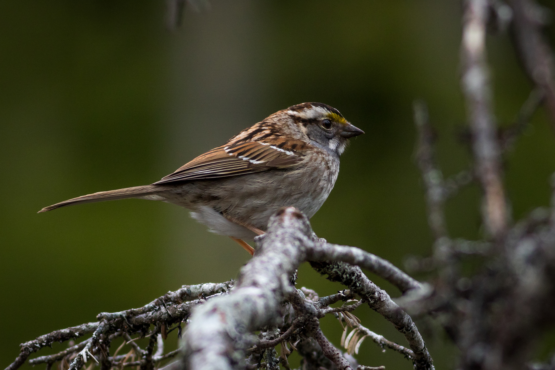 White-throated Sparrow, Tan Morph - Newfoundland