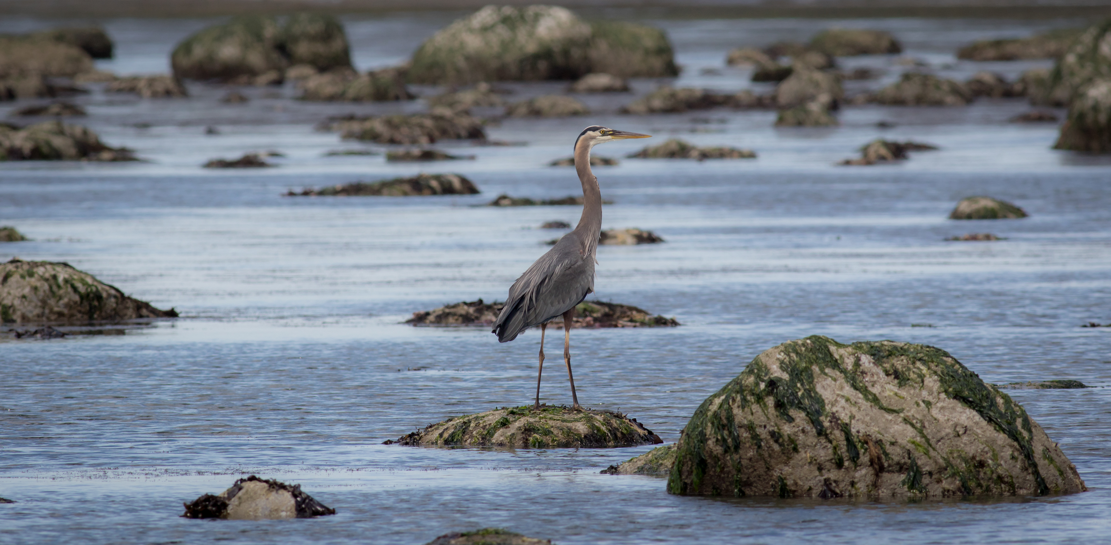 Great Blue Heron - Washington