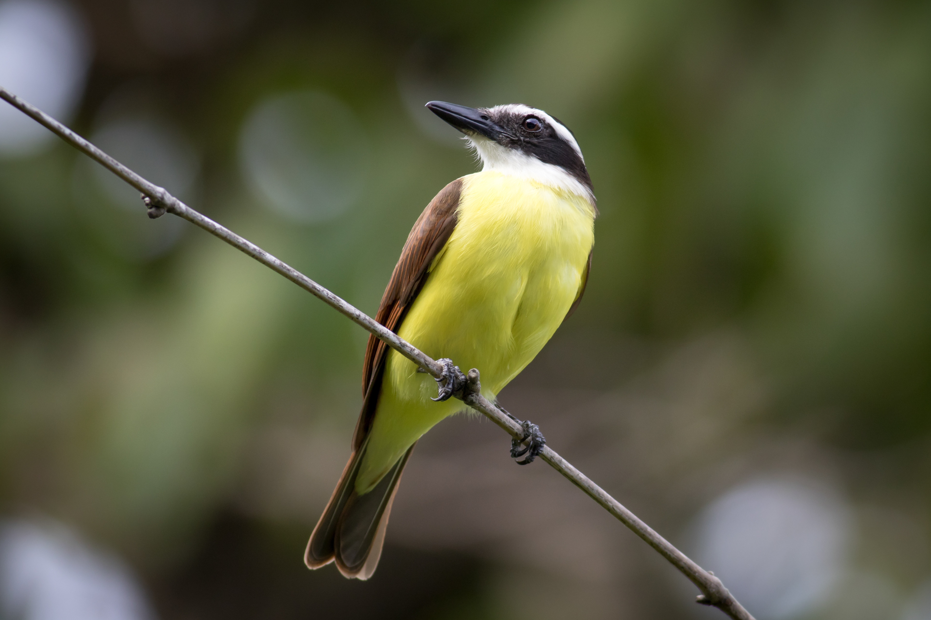 Great Kiskadee