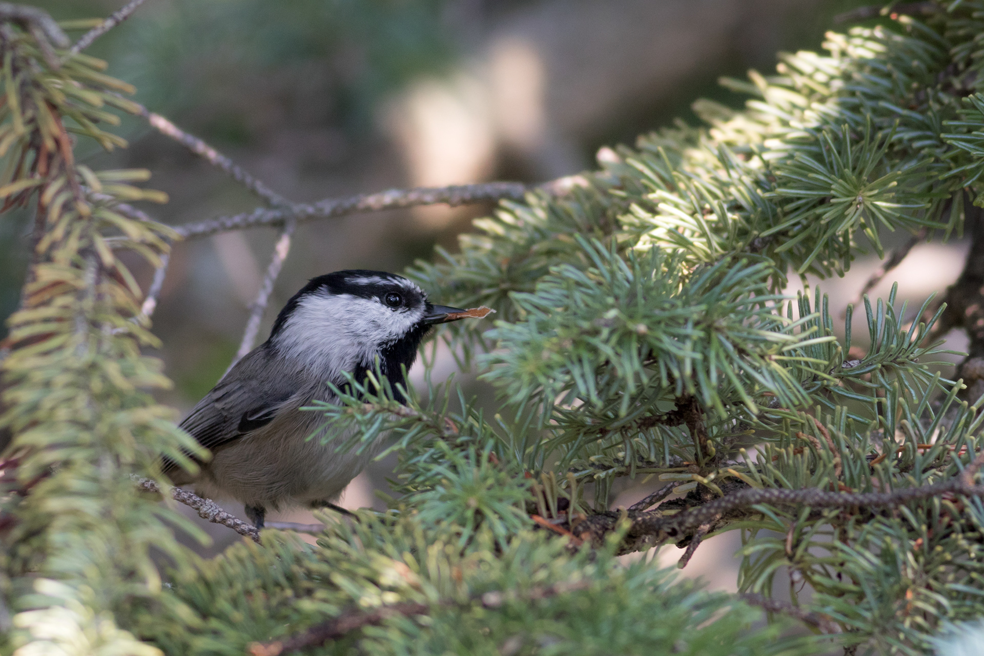 Mountain Chickadee - BC