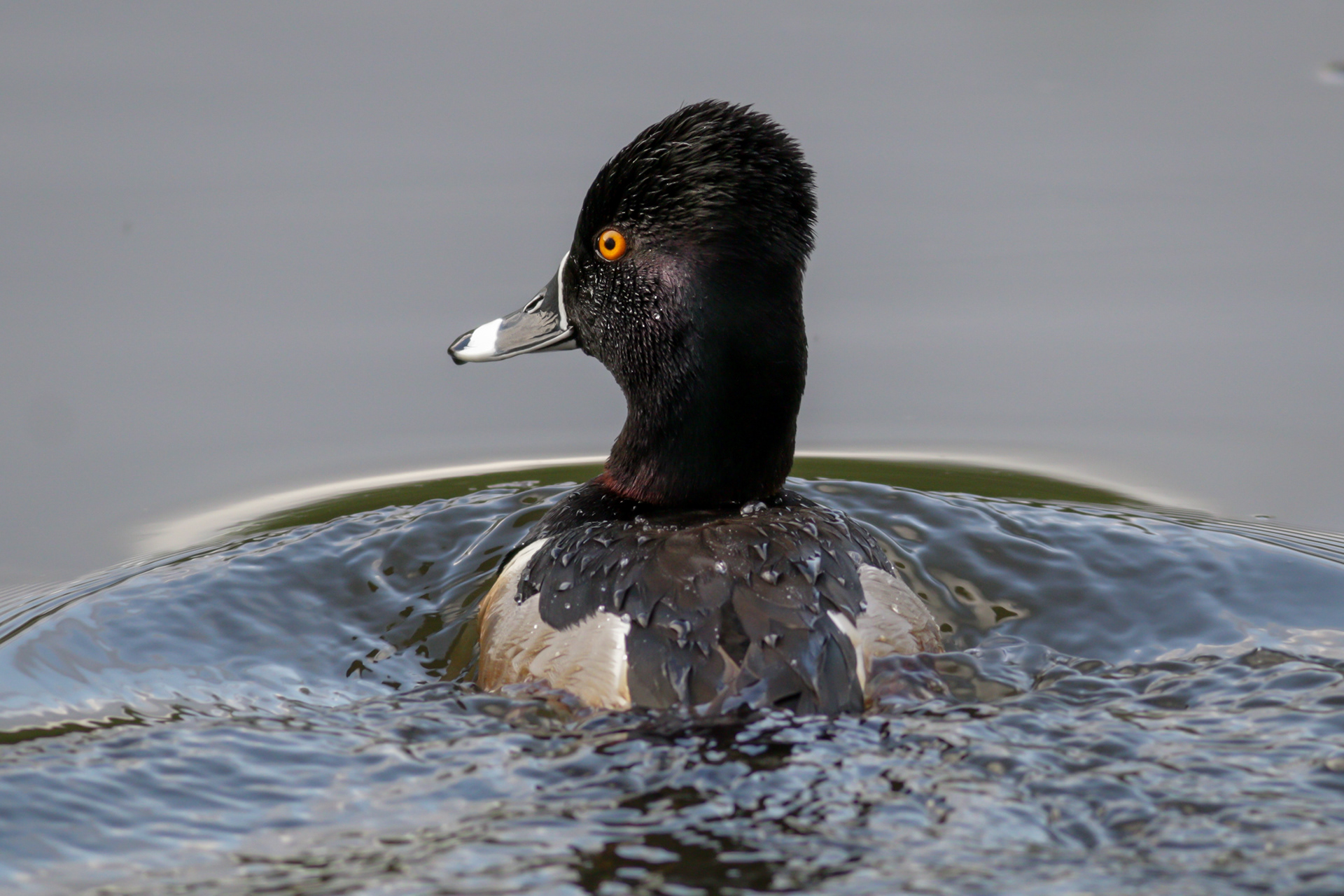 Ring-necked Duck - male - BC