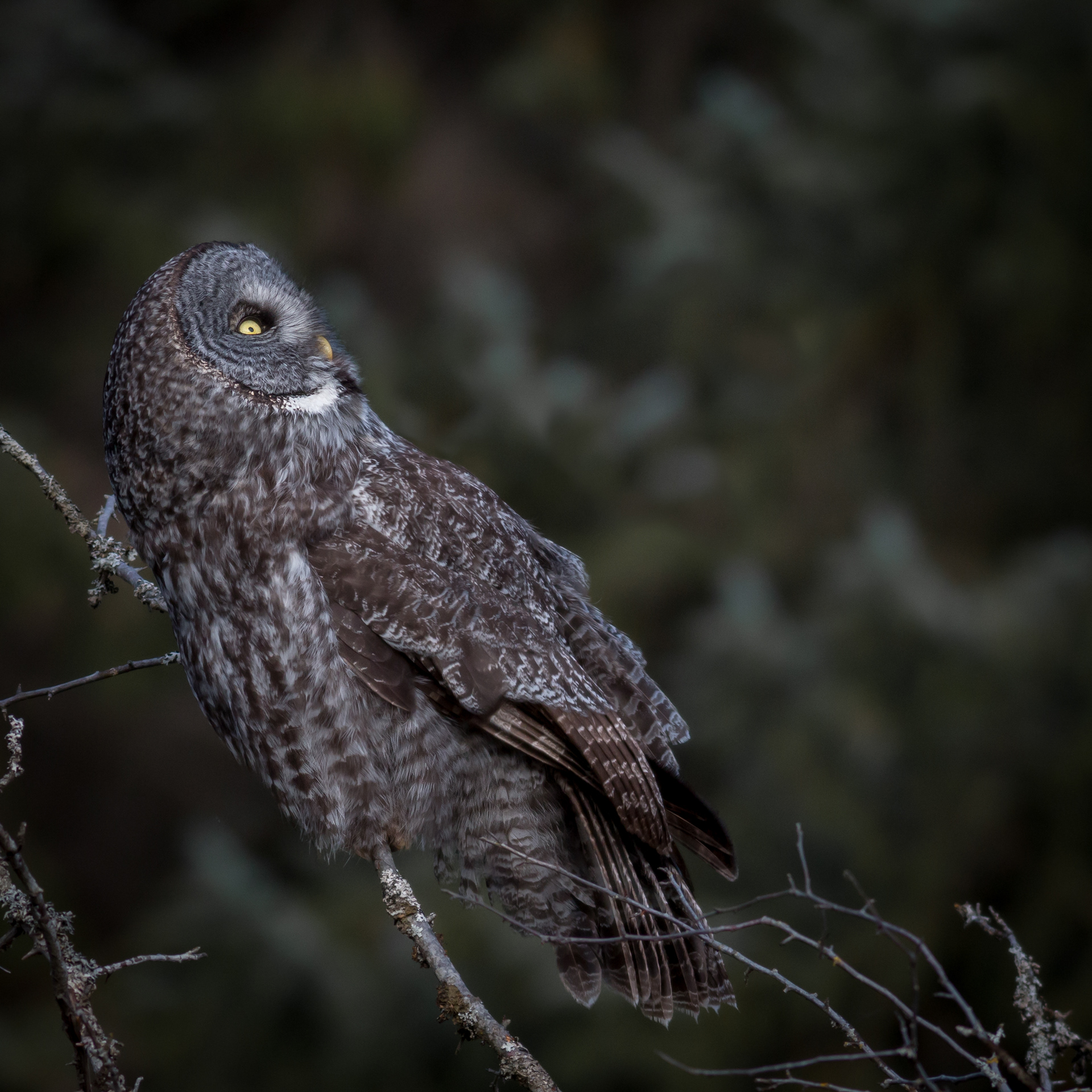 Great-grey Owl - BC
