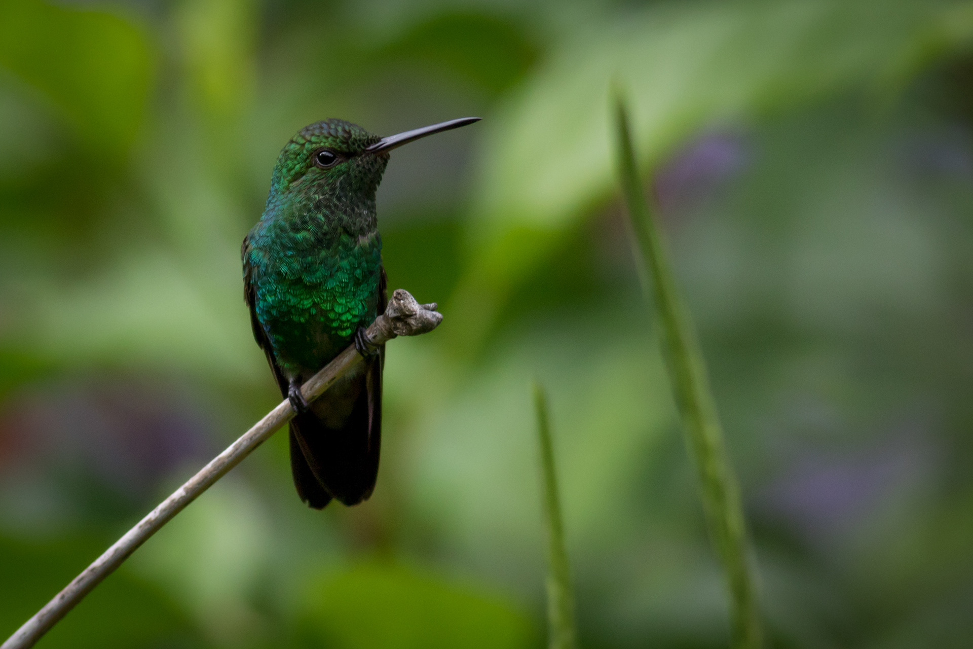 Copper-rumped Hummingbird