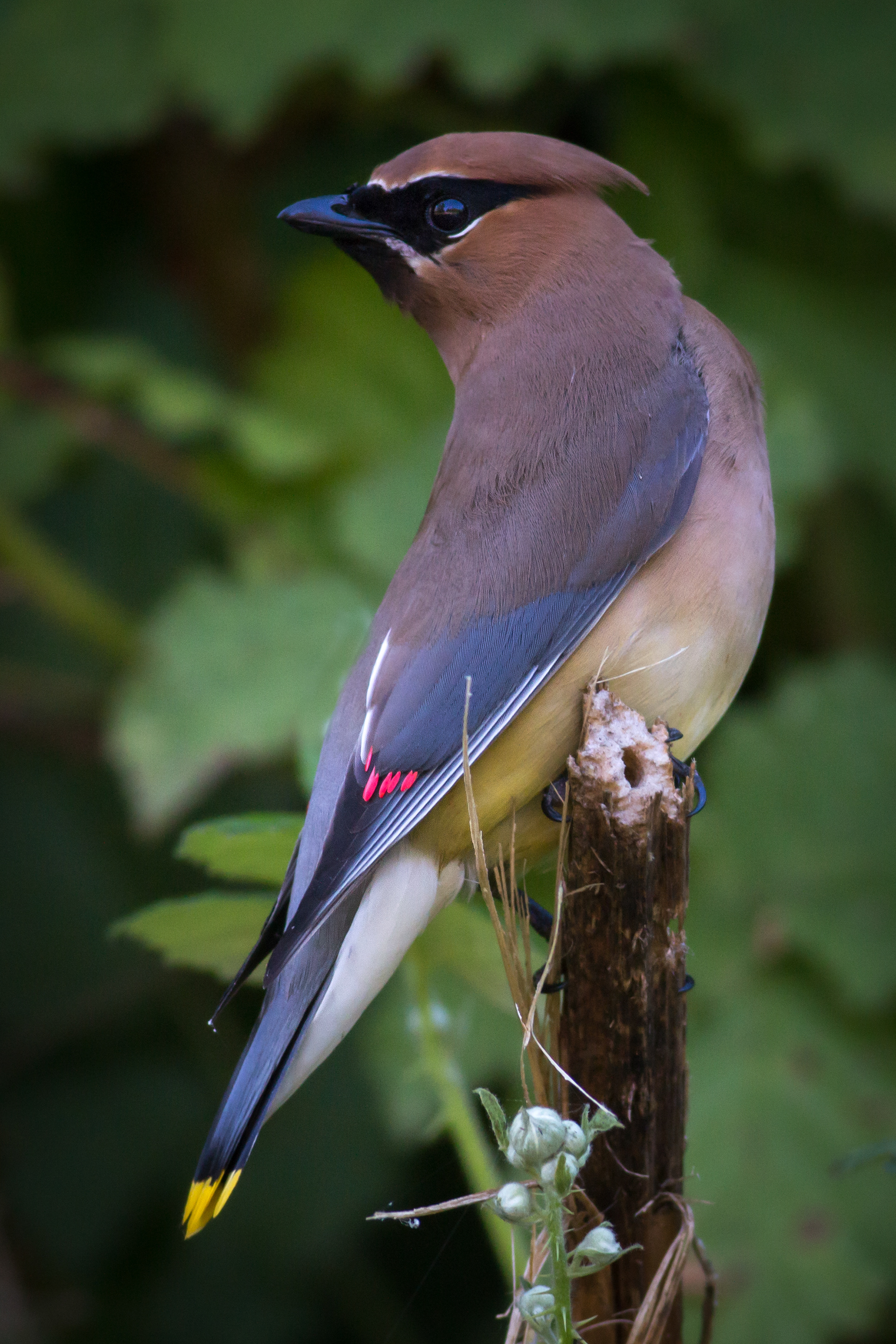 Cedar Waxwing