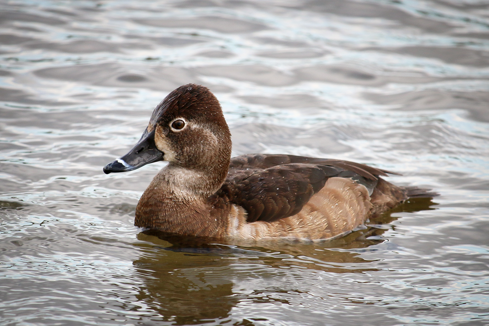 Ring-necked Duck - female - BC