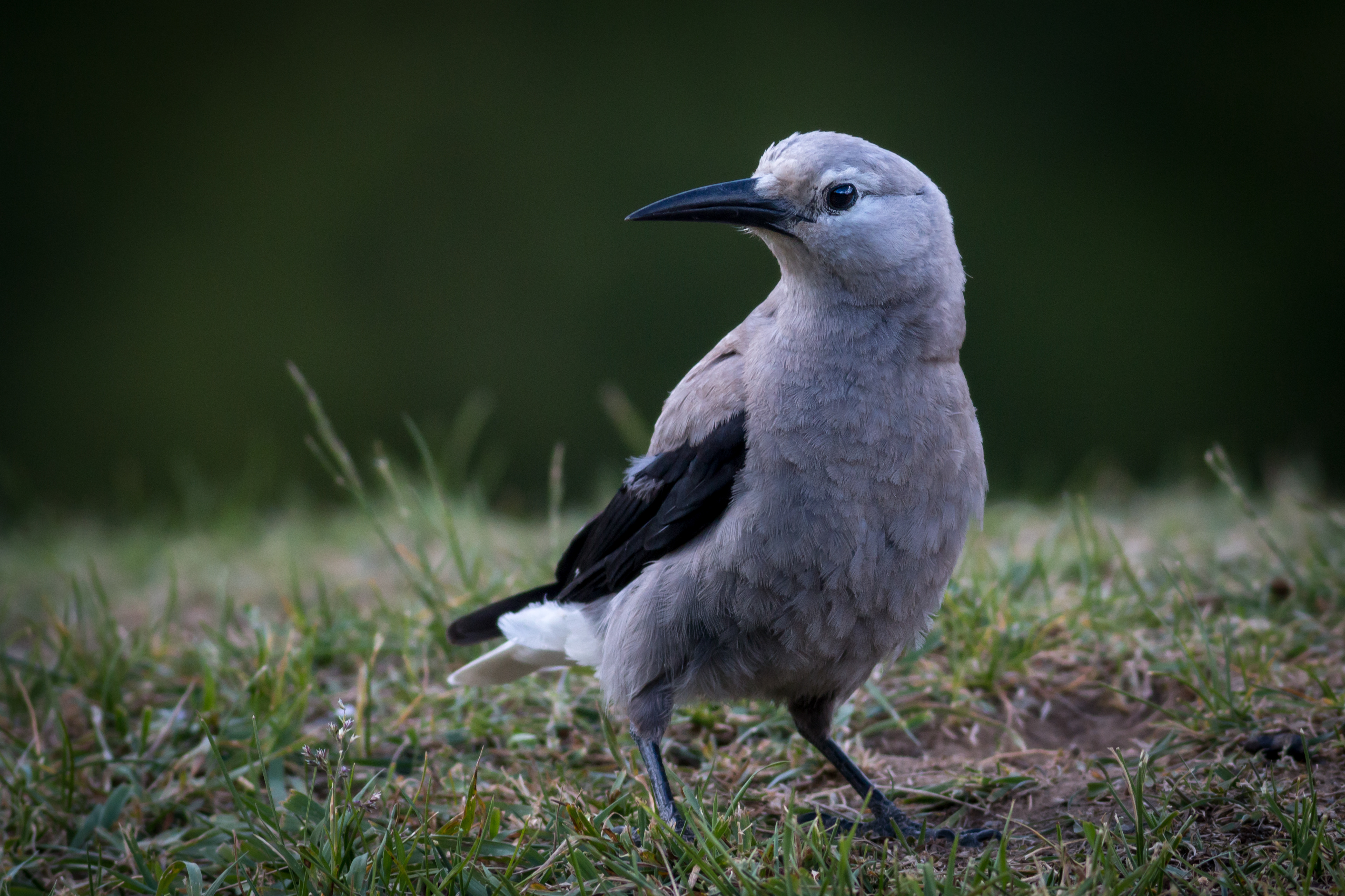 Clark's Nutcracker - BC