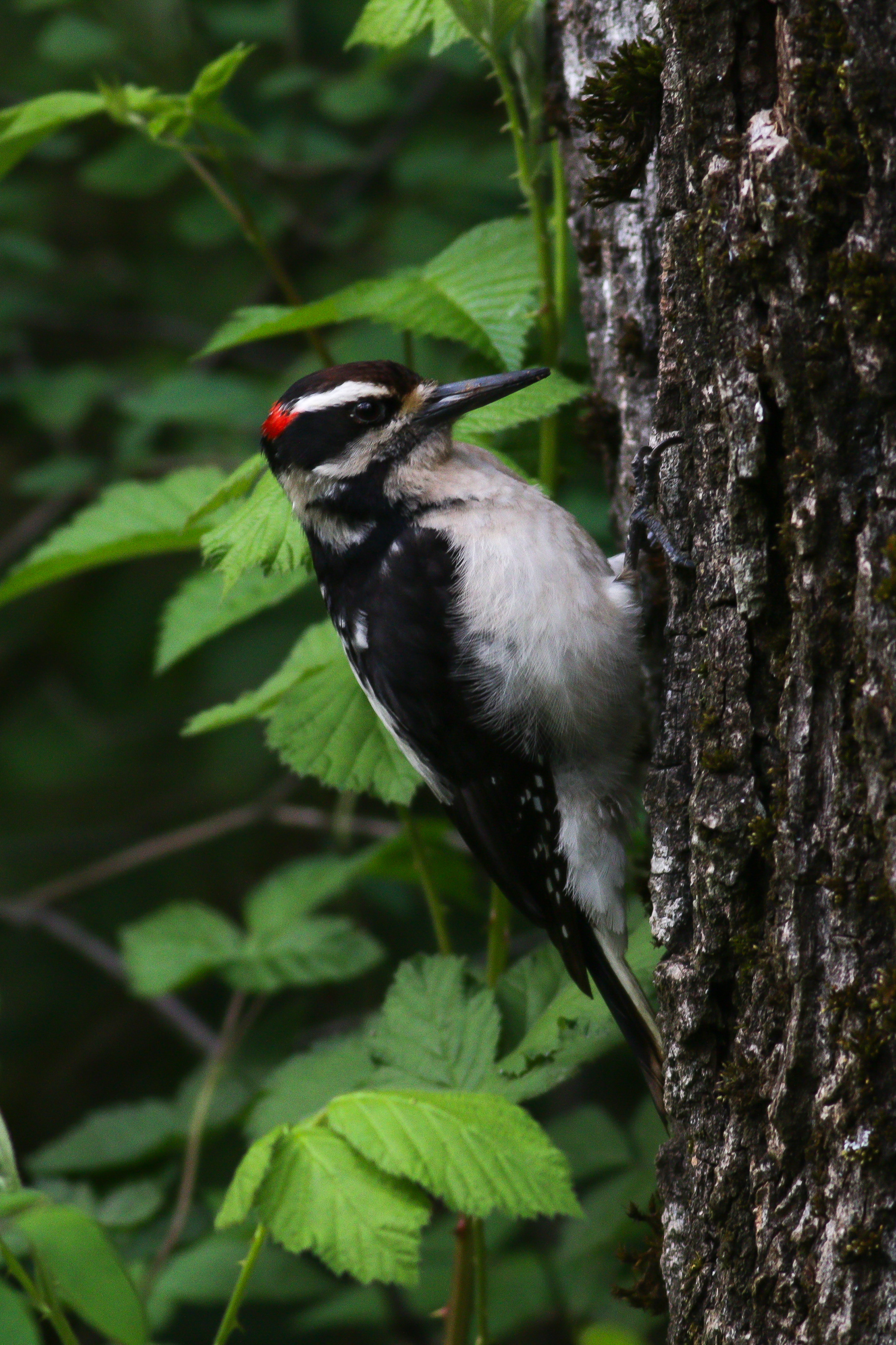 Hairy Woodpecker