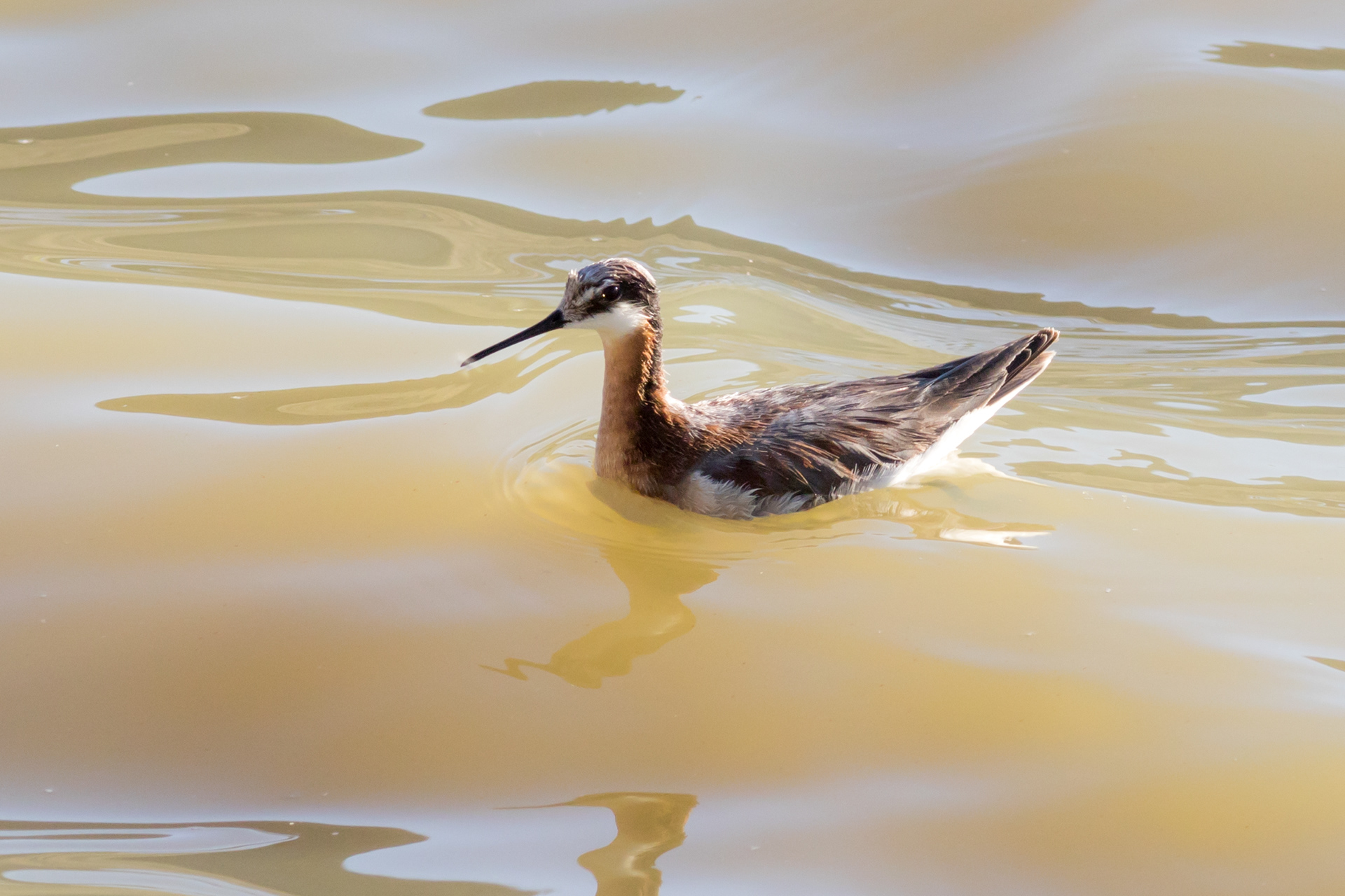 Wilson's Phalarope