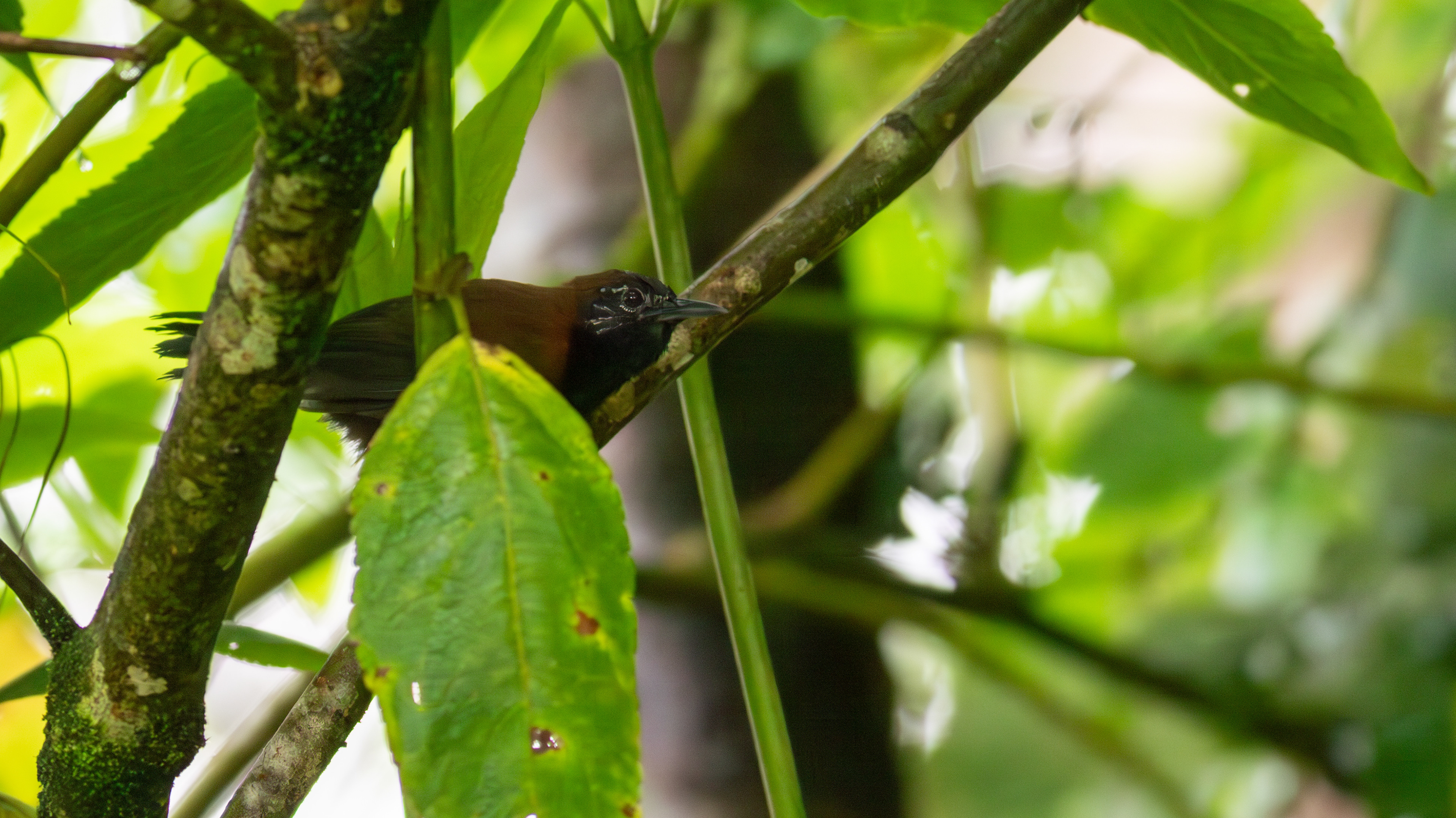 Black-throated Wren - Aranal Observatory