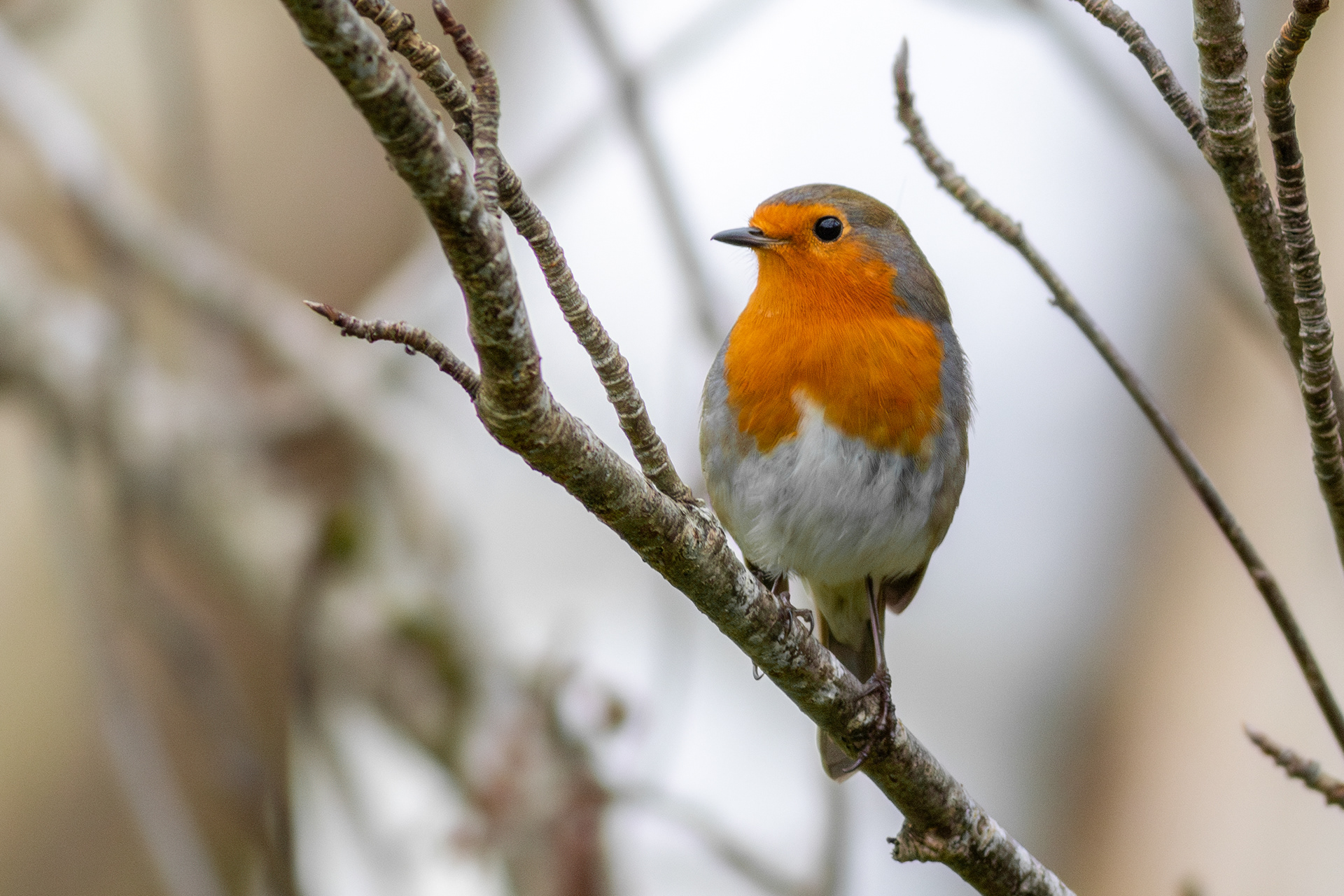 European Robin
