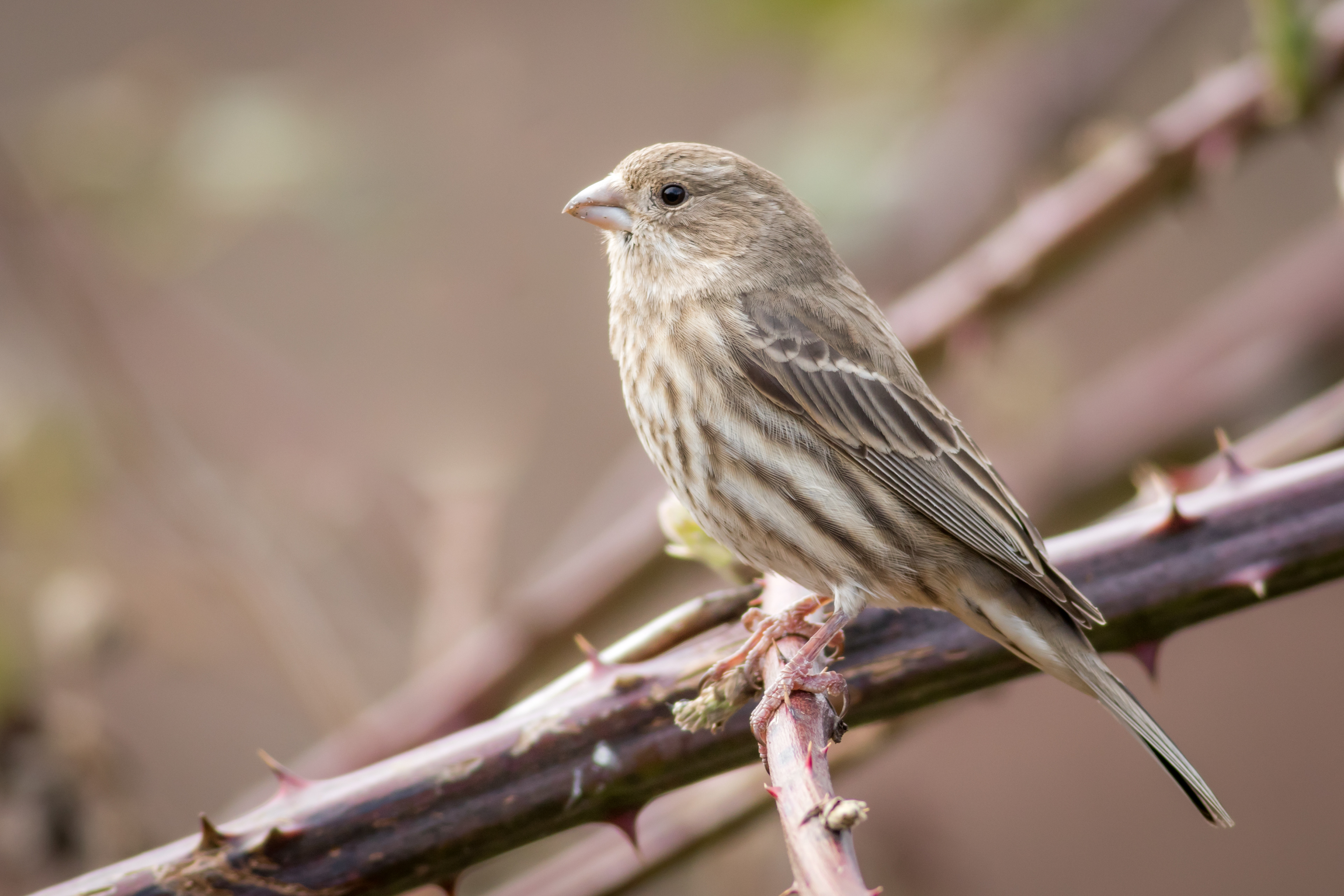 House Finch, female