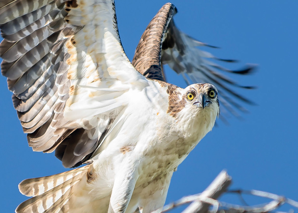 Osprey on Nest