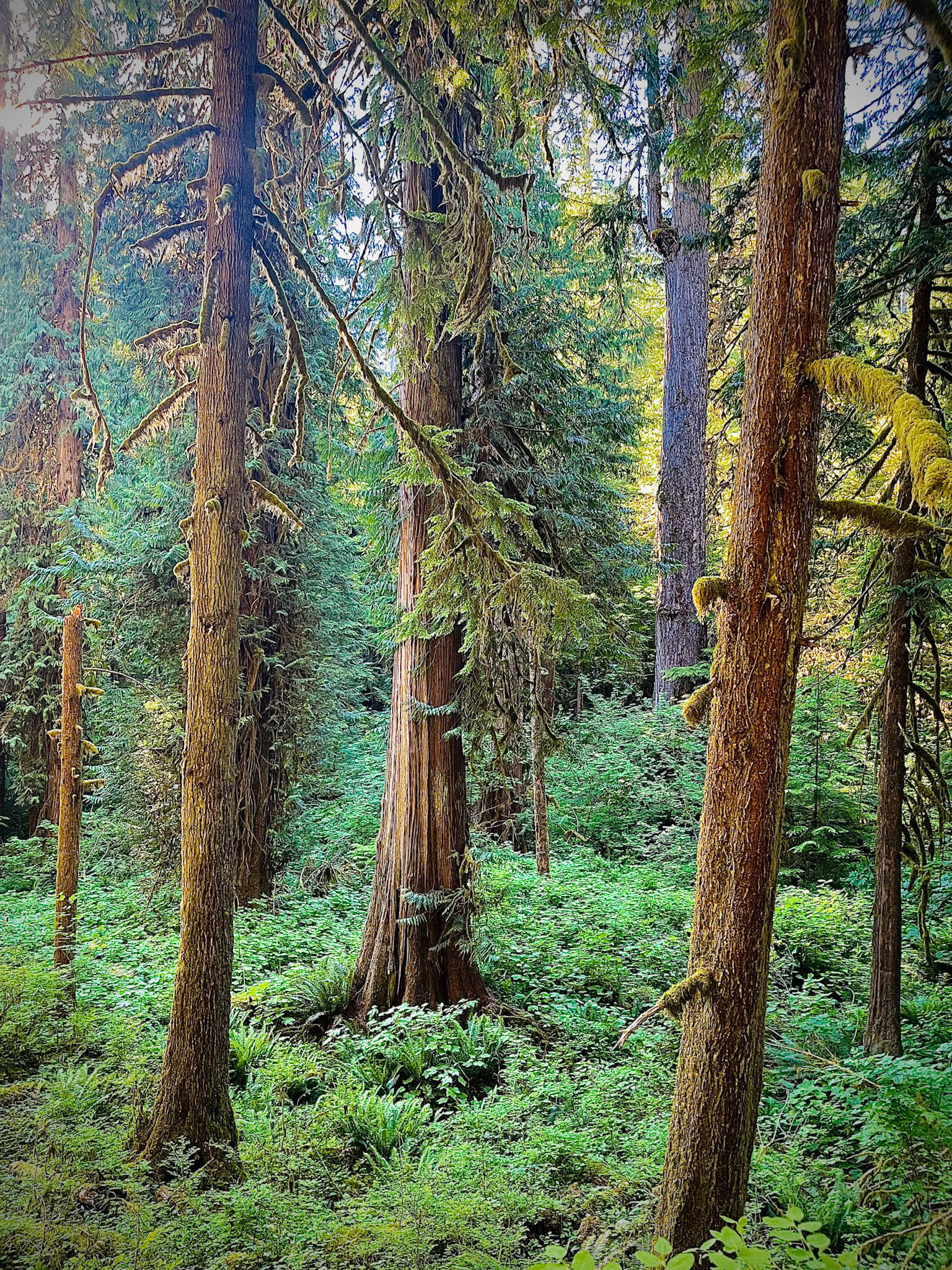Enchanted Forest