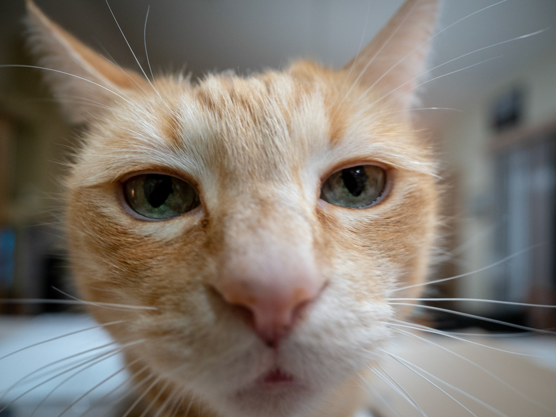 Does my nose look big