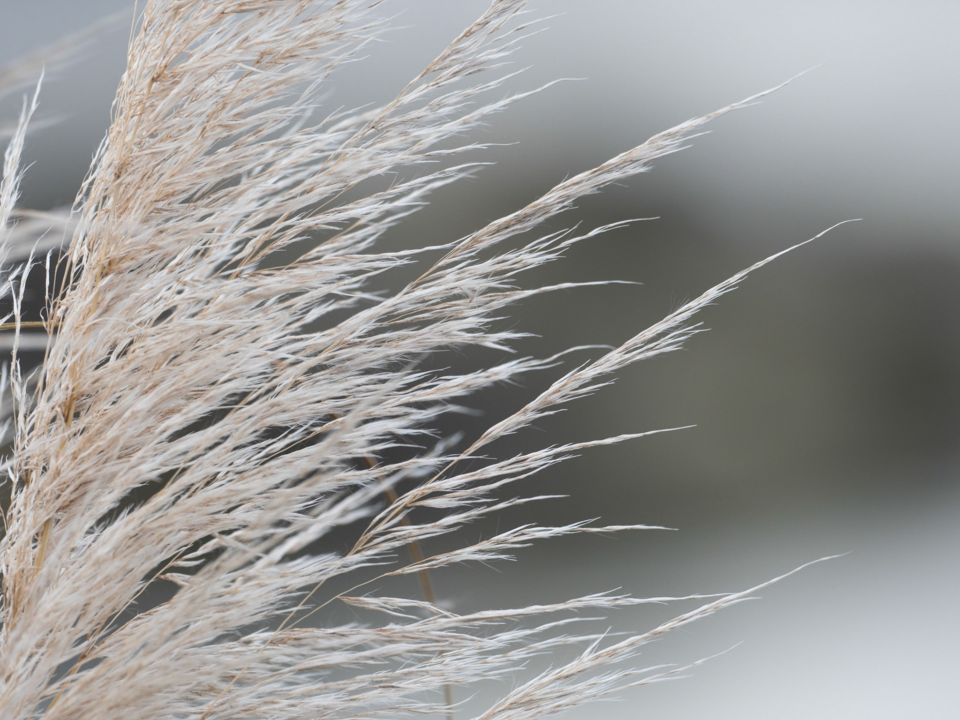 Amber Waves of Grass