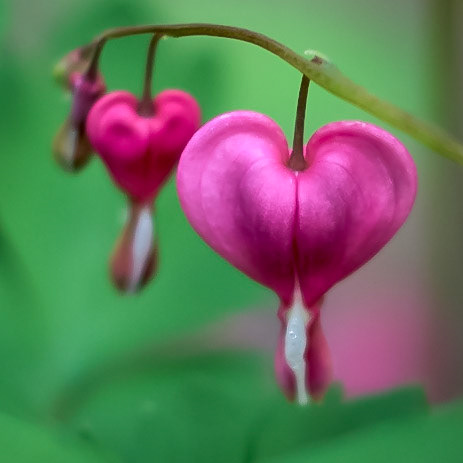 Hearts
